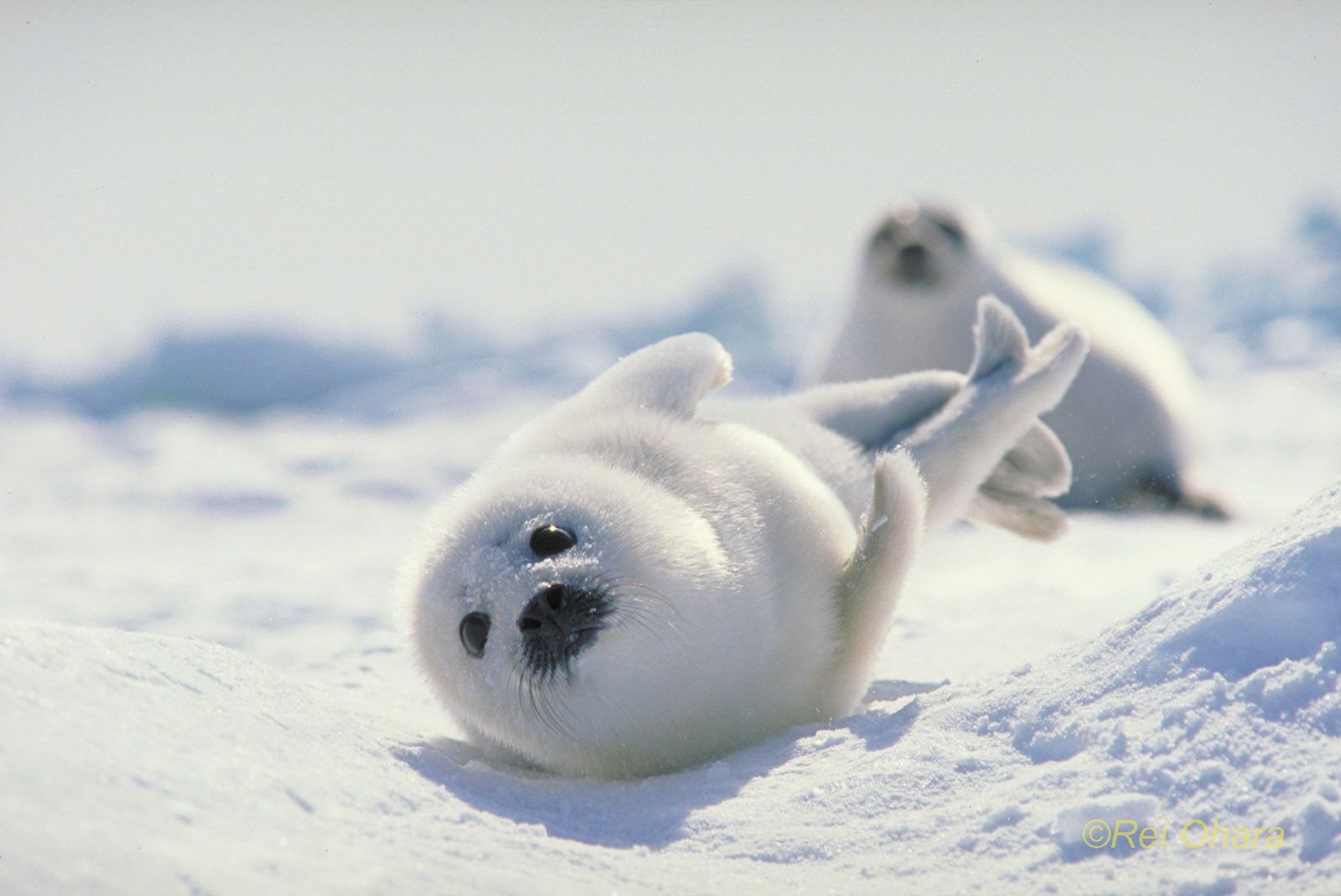 Harp Seal Seal 1600x1069