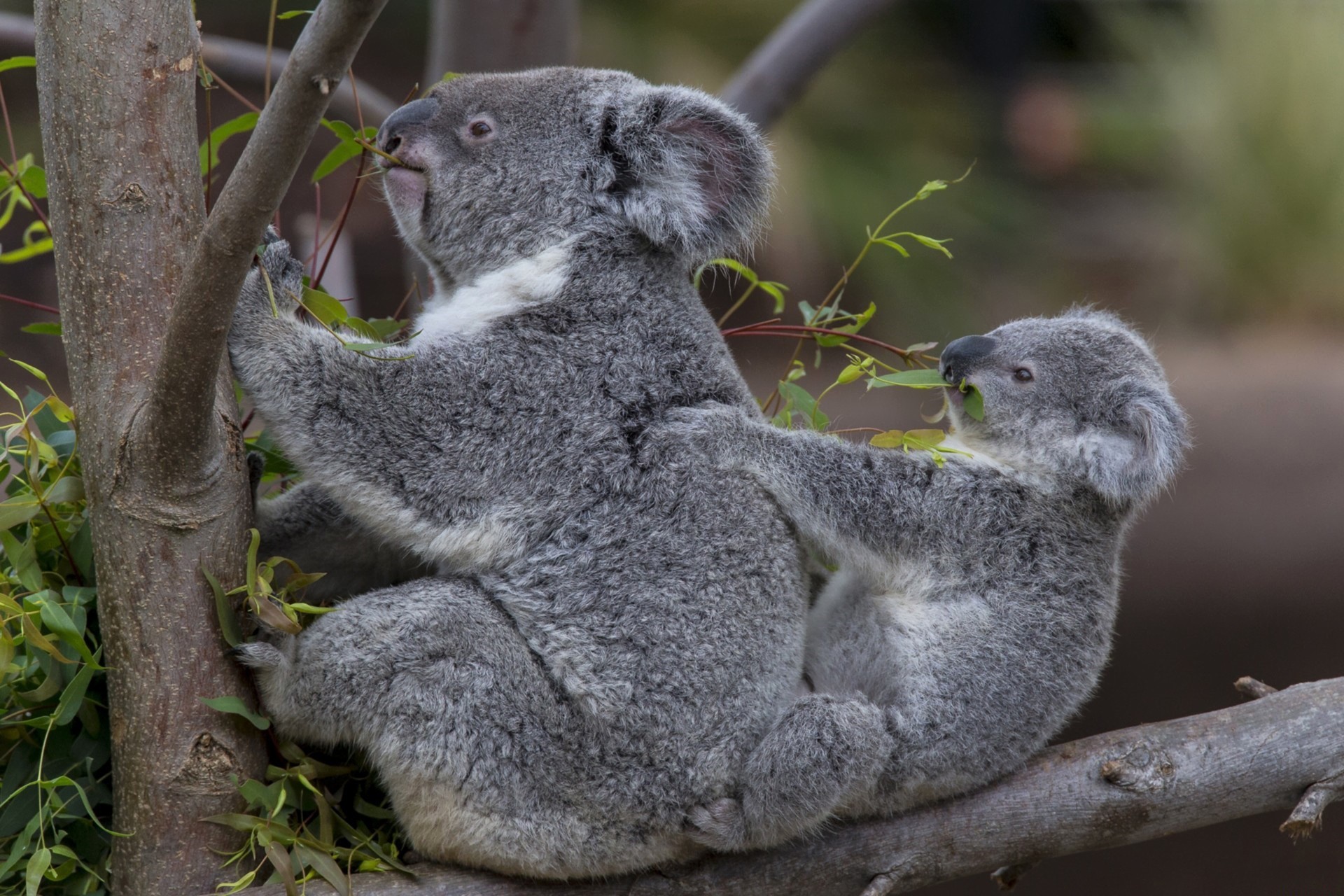 Animals Koalas Baby Animals 1920x1280