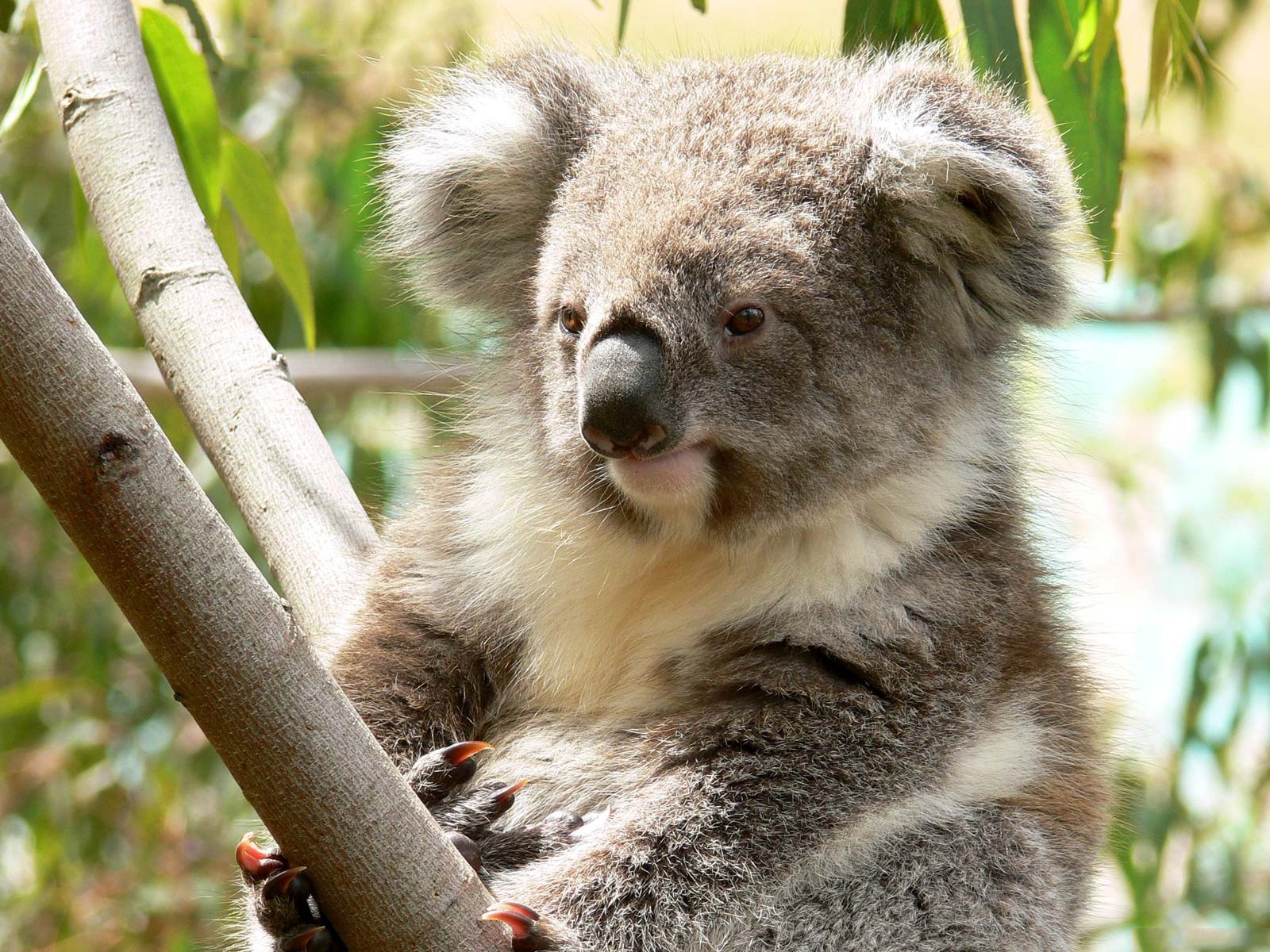 Animals Koalas Branch 1600x1200