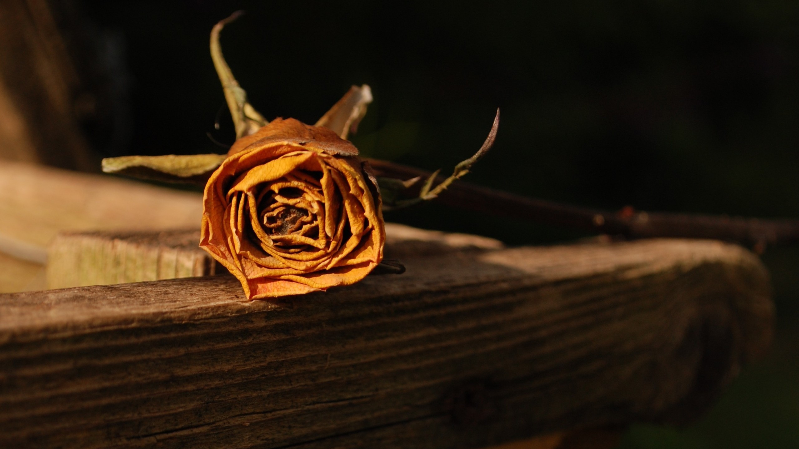 Rose Flowers Yellow Flowers Dry Wooden Surface 2560x1440