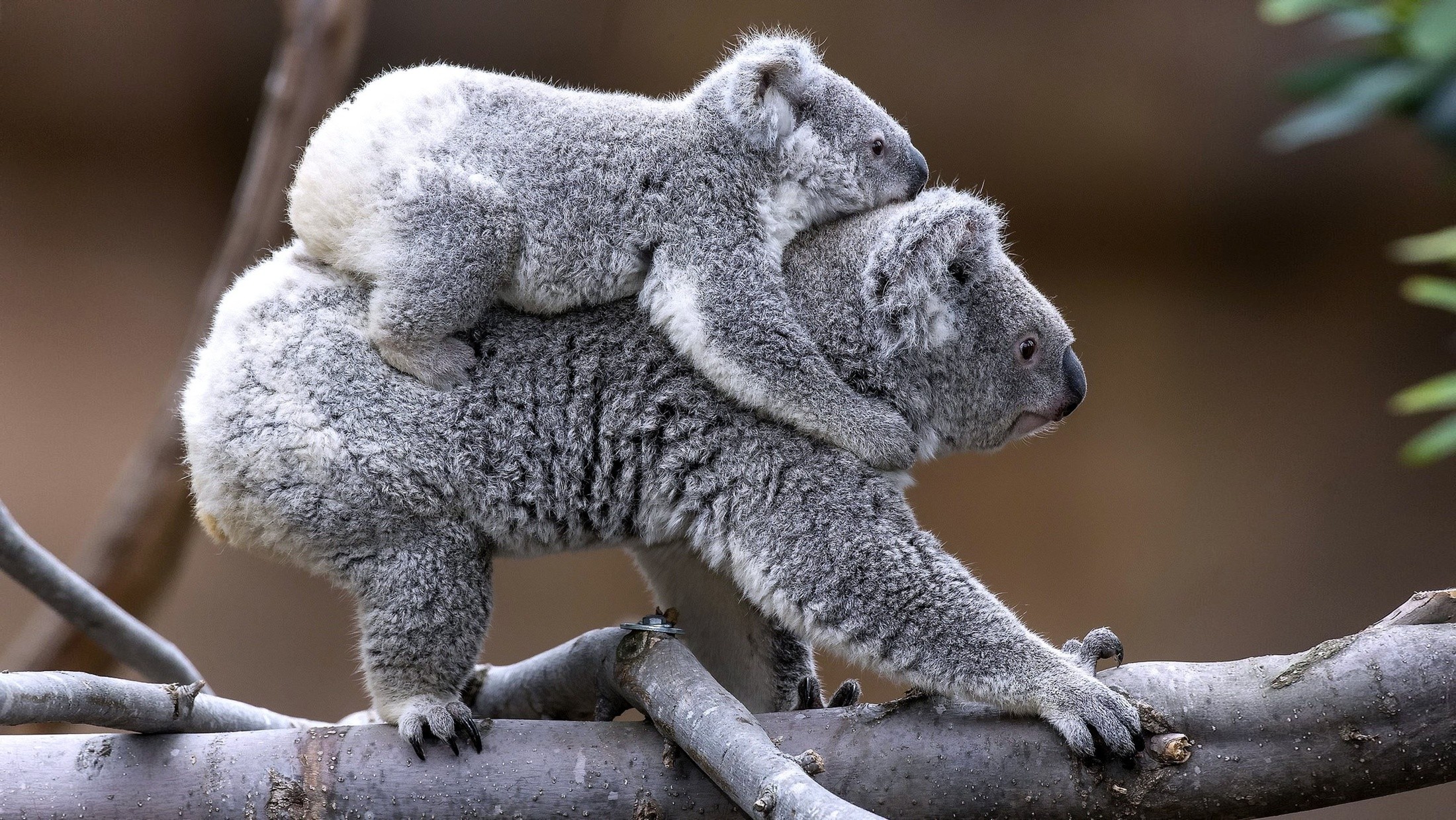 Koalas Animals Trees Baby Animals 2200x1238