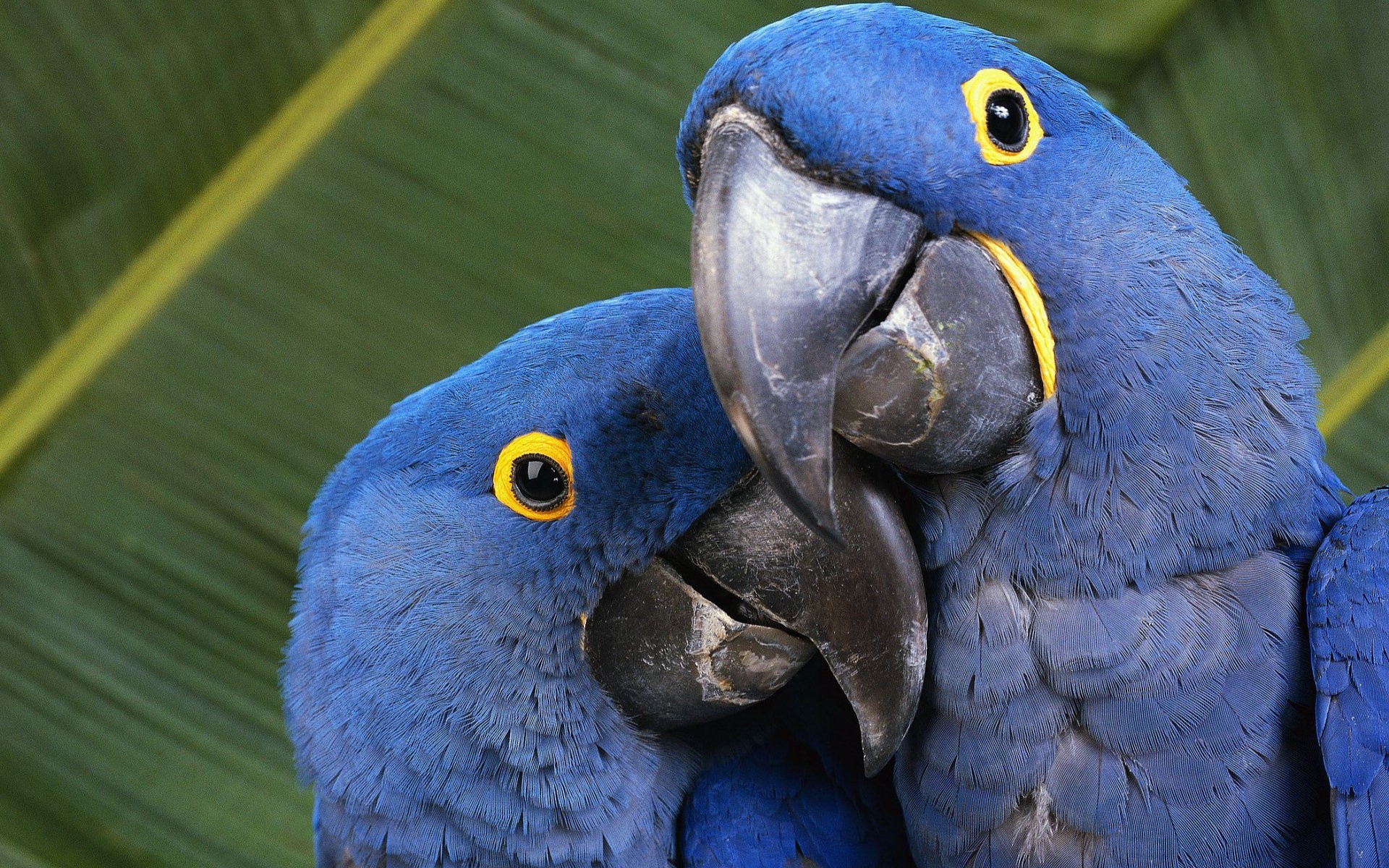 Macaws Animals Nature Parrot Birds 1920x1200