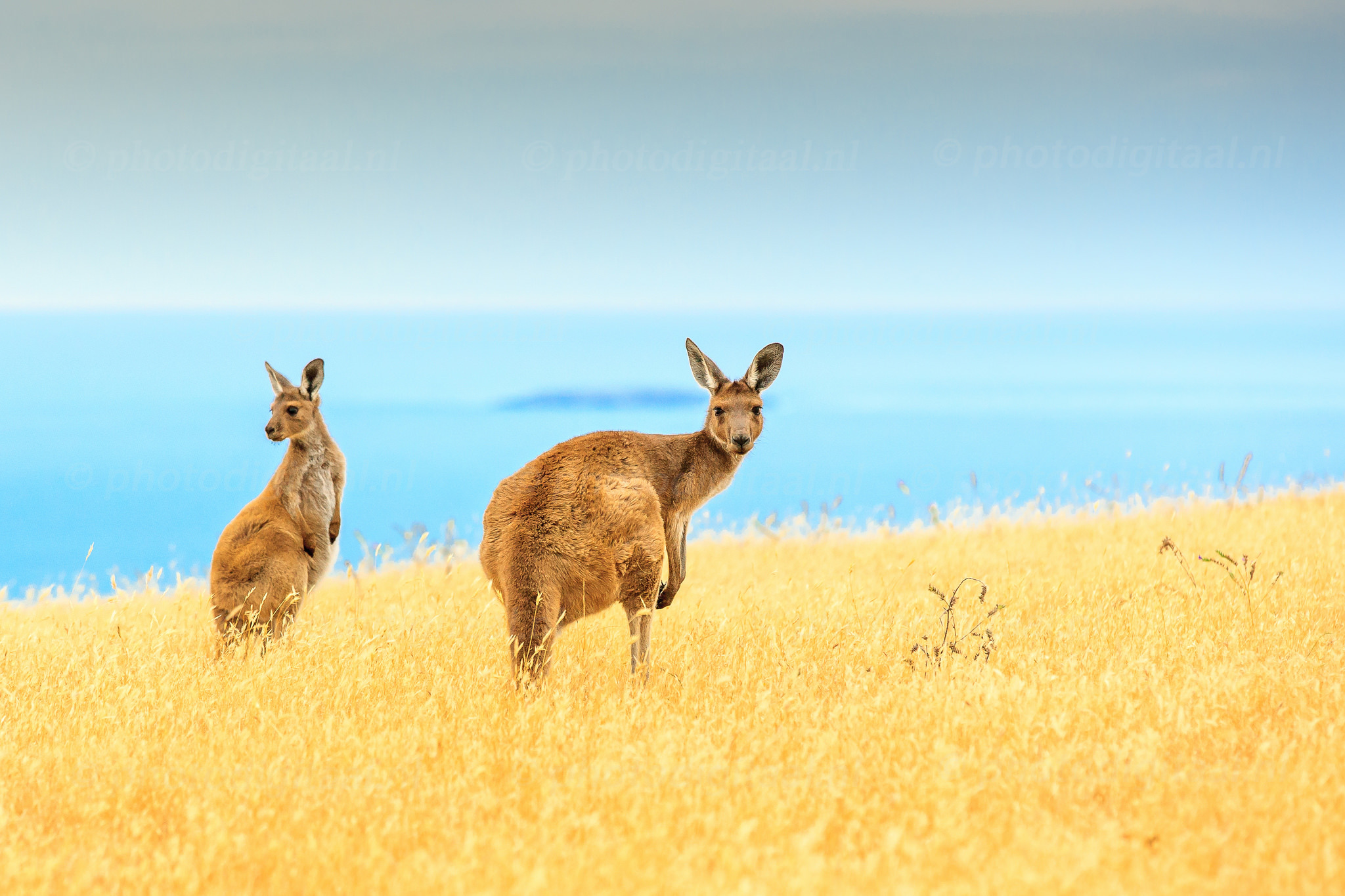 Kangaroo Wildlife Marsupial Grass Horizon Depth Of Field 2048x1366