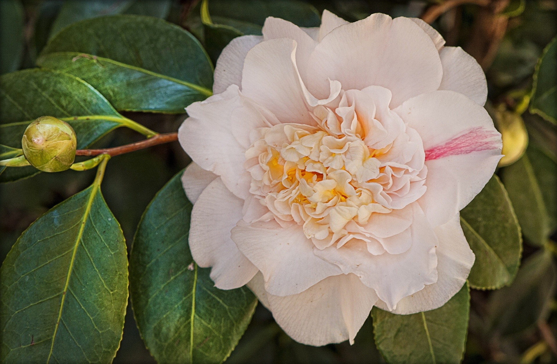 Earth Camellia 1920x1254