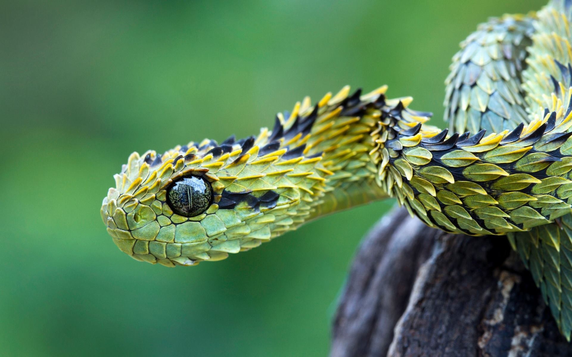 Animals Macro Nature Vipers Reptiles 1920x1200