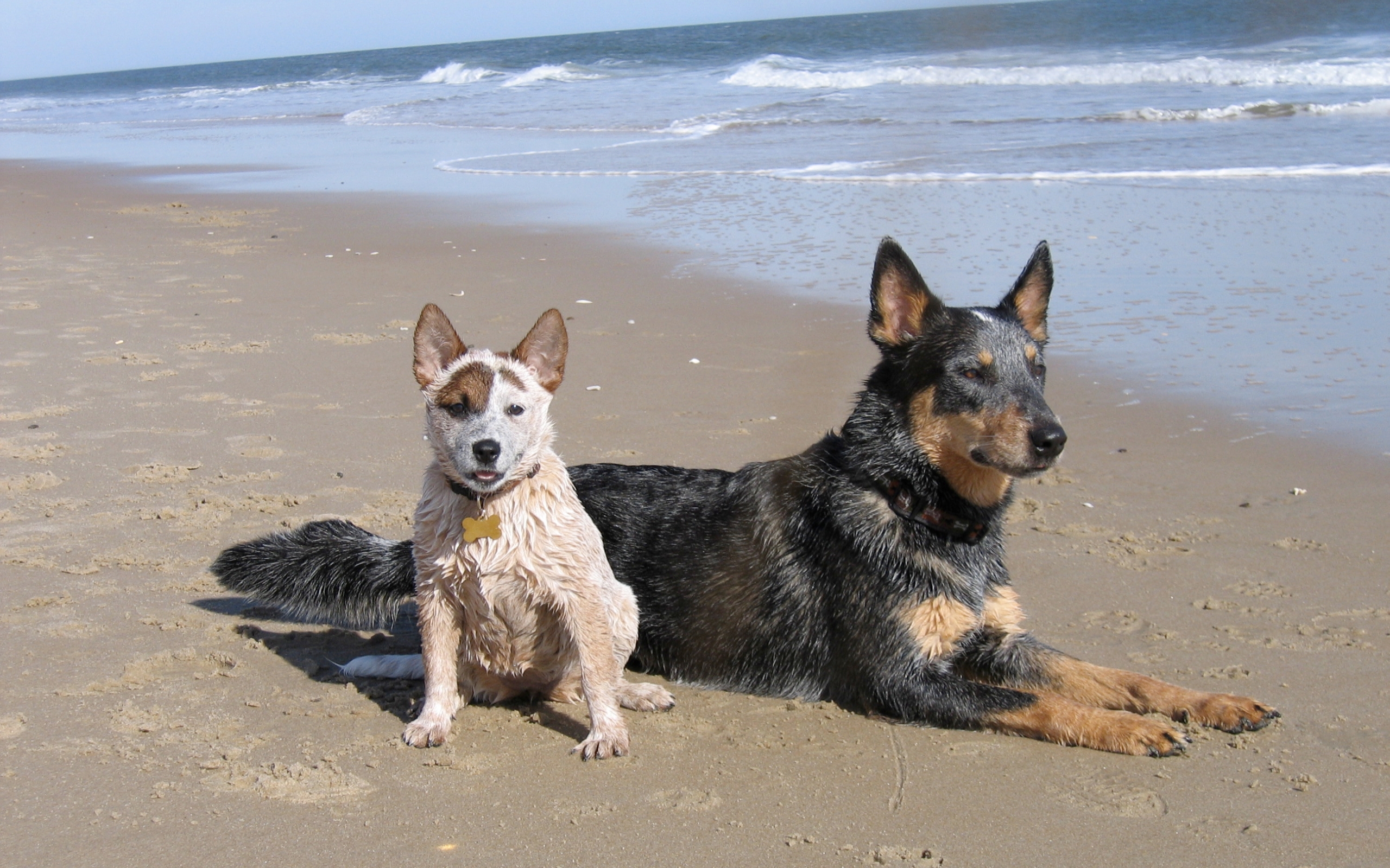 Beach Dog Puppy Pet 2560x1600