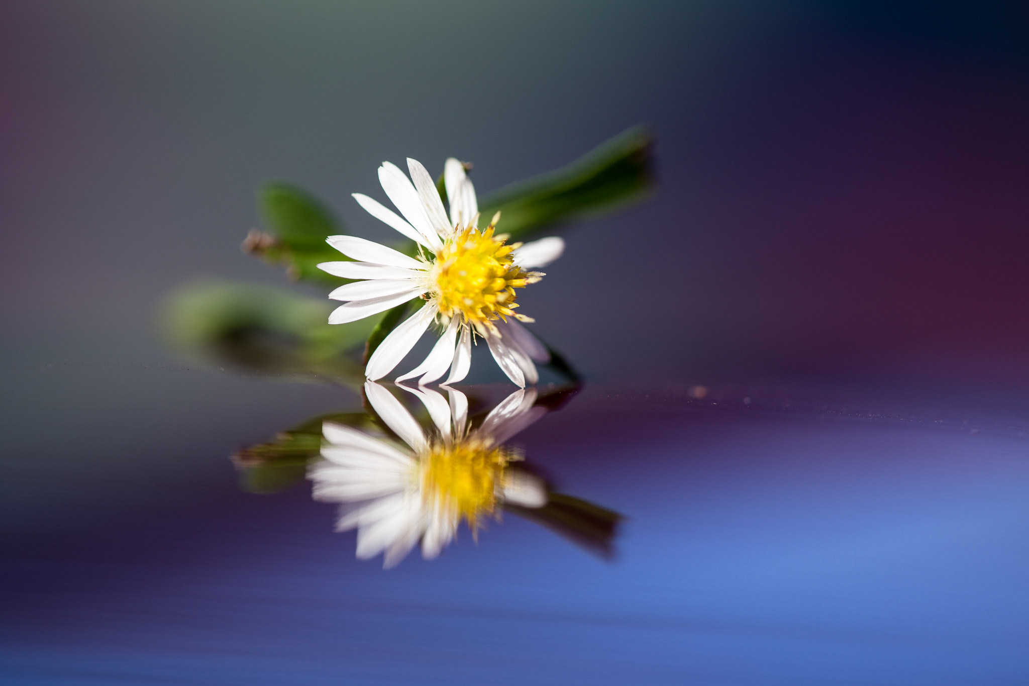 Camomile Reflection Flower White Flower 2048x1365