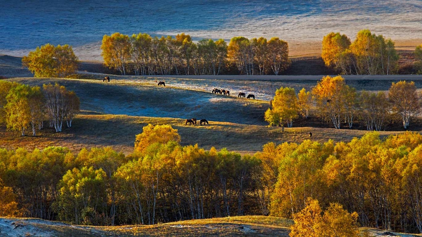 Landscape Nature Birch Trees Fall Plateau Horse Grass China Yellow Siberia 1400x787