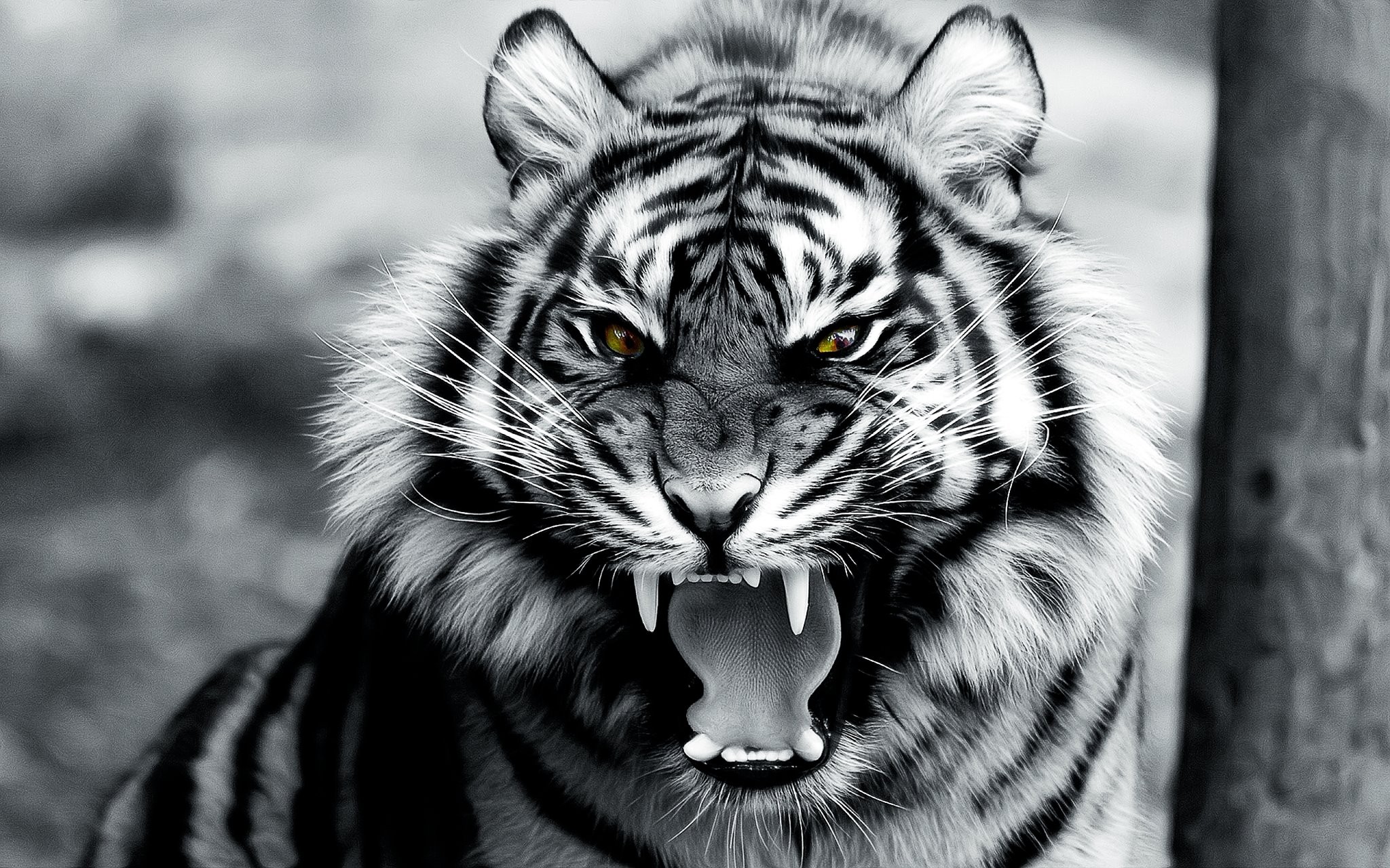 Animals Tiger Digital Art Roar 2048x1280