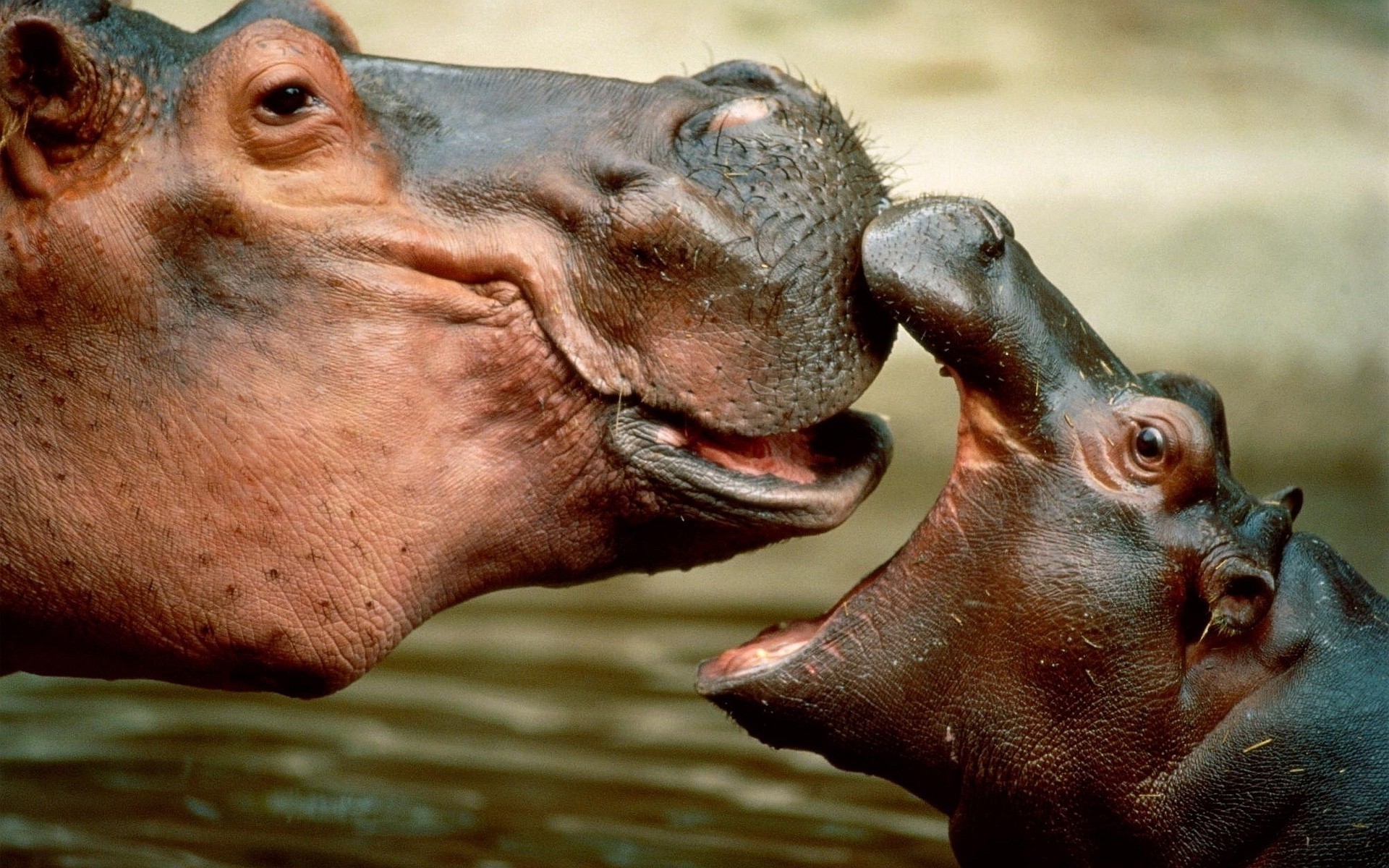 Nature Animals Baby Animals Muzzles Hippos Water Happy Closeup 1920x1200
