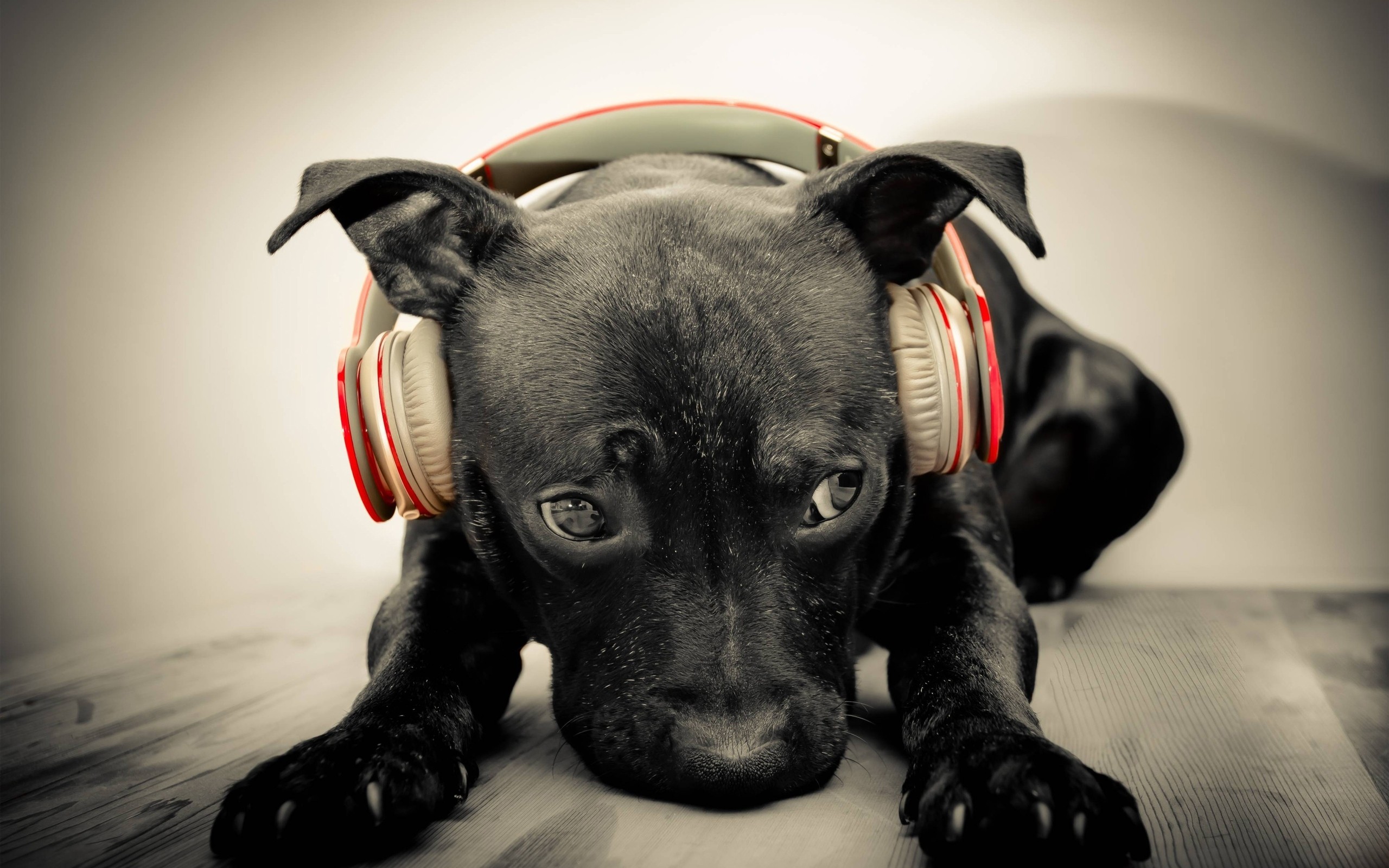 Beats Headphones Music 2560x1600