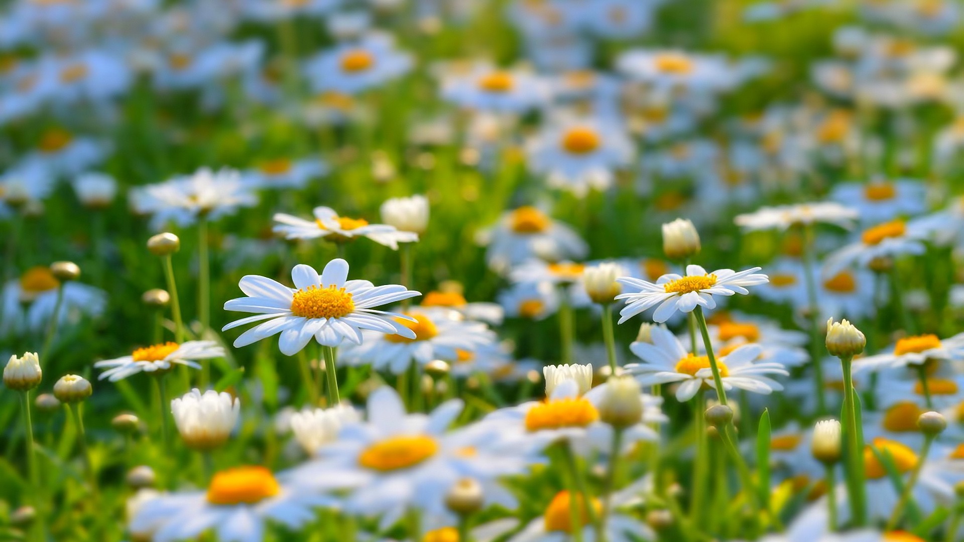 Daisies Flowers White Flowers Nature Matricaria 1920x1080