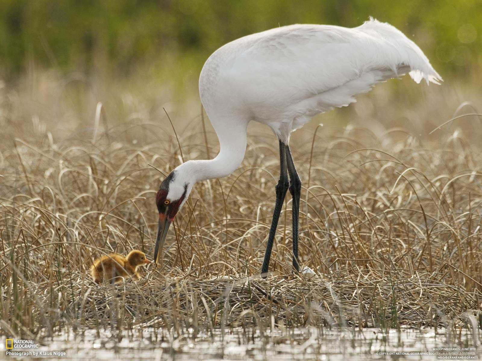 Animals Cranes Bird Baby Animals 1600x1200