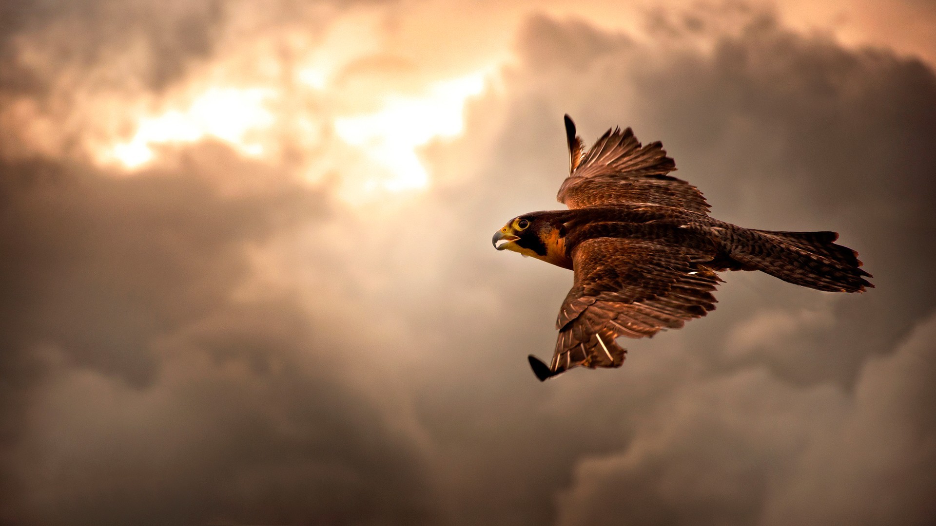 Bird Of Prey Animals Hawks Birds 1920x1080