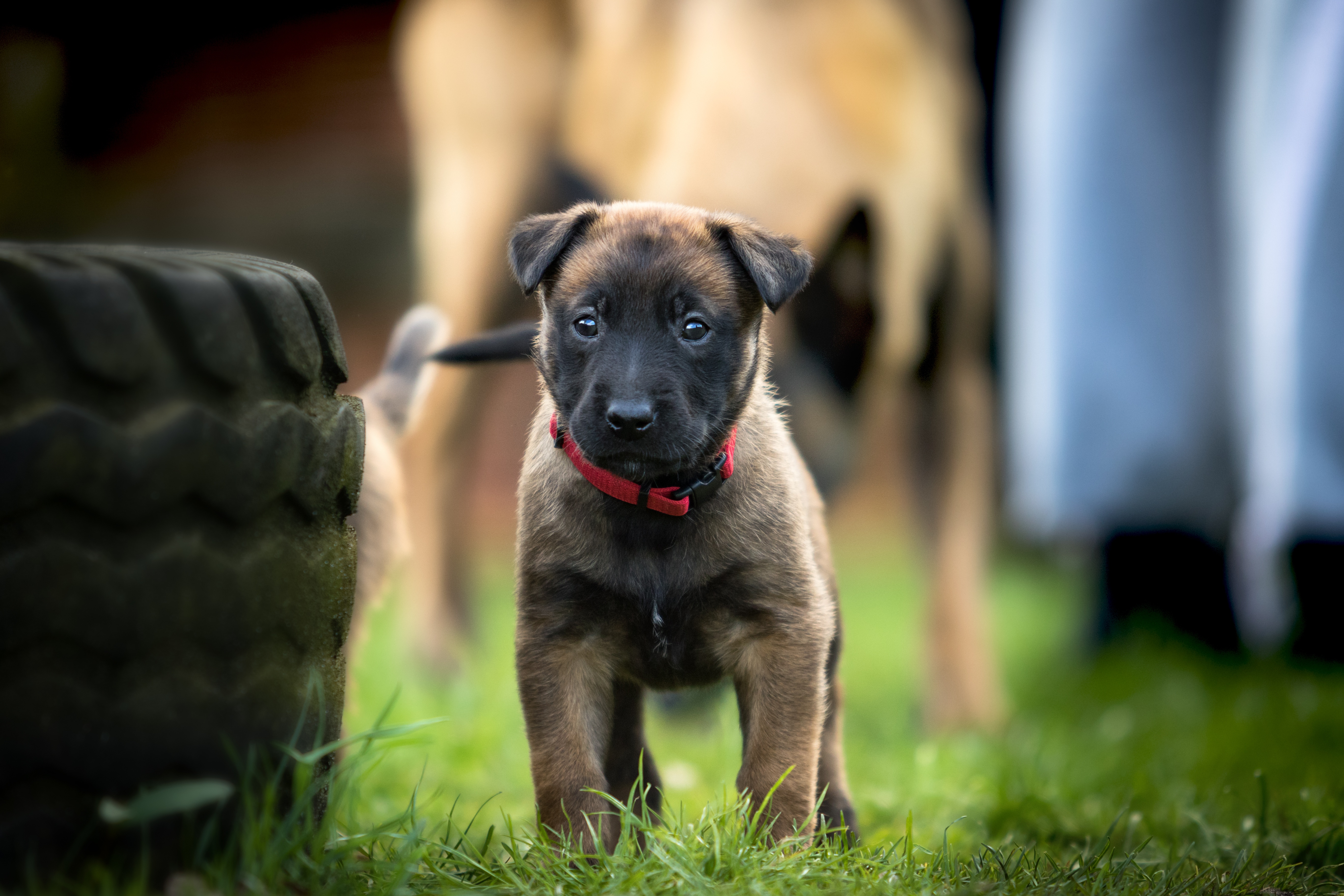 Belgian Shepherd Puppy Dog Baby Animal 5472x3648