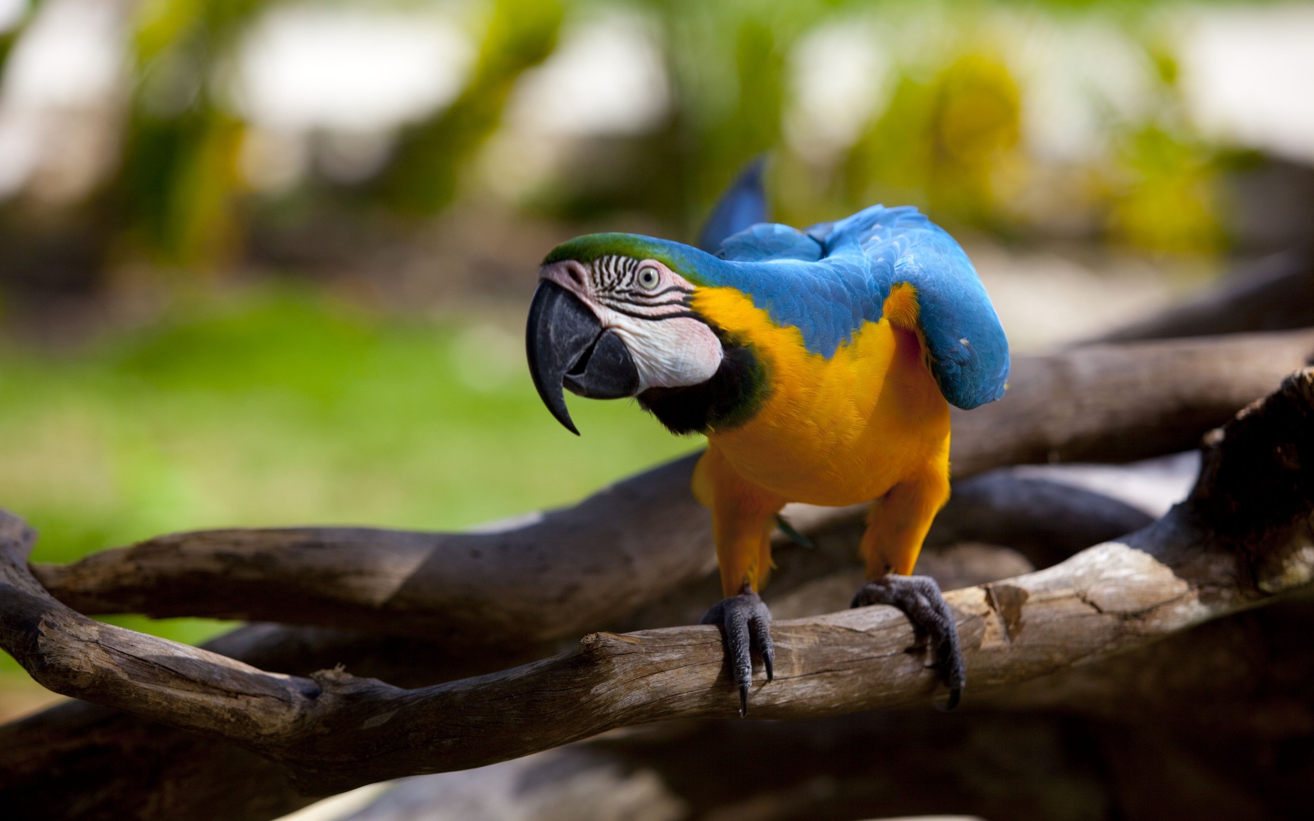 Birds Branch Macaws Animals 2560x1600