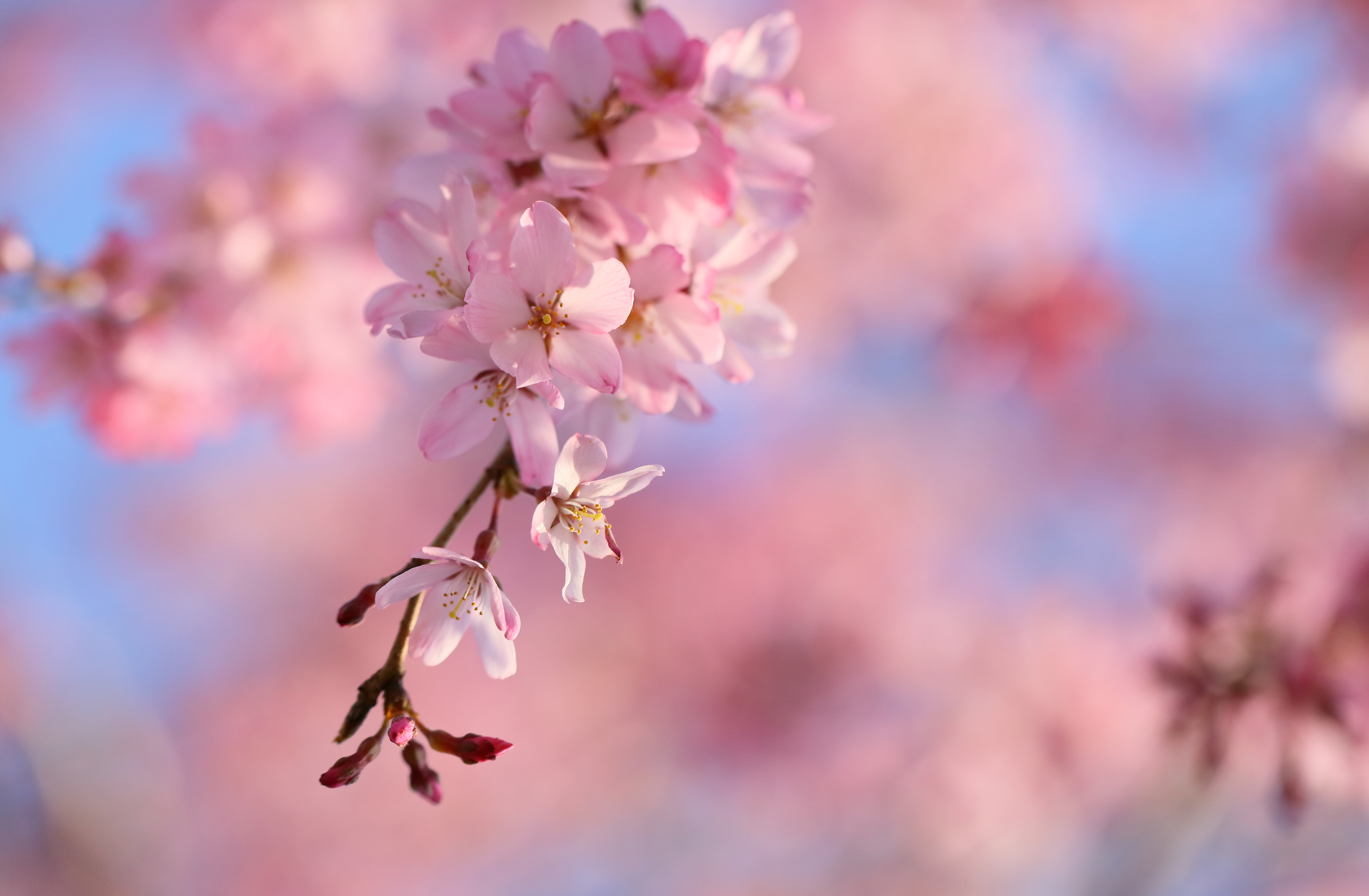 Sakura Sakura Blossom Spring Cherry Blossom 5459x3574
