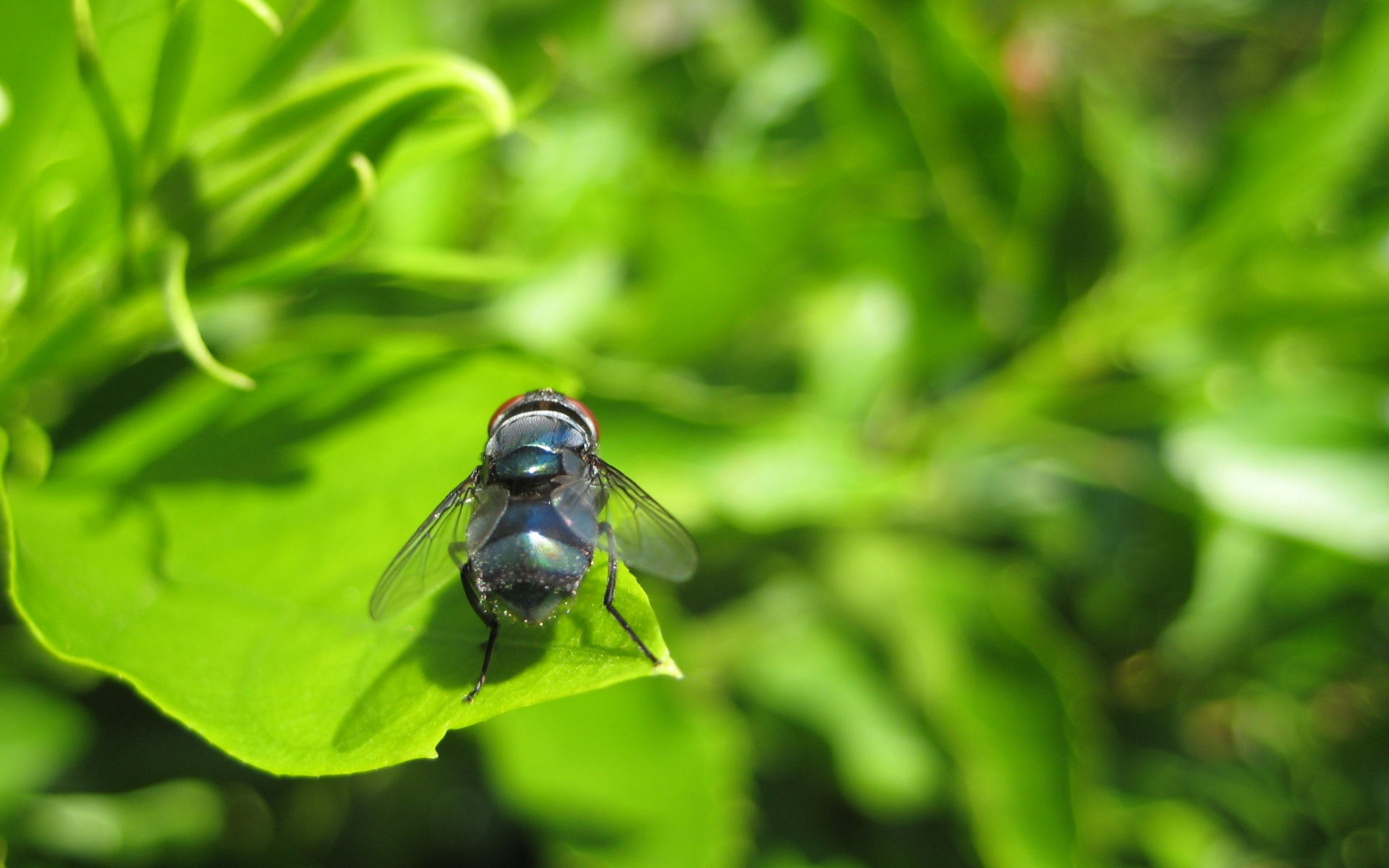 Macro Macro Flies Leaves Plants Green Nature Insect Animals 1920x1200