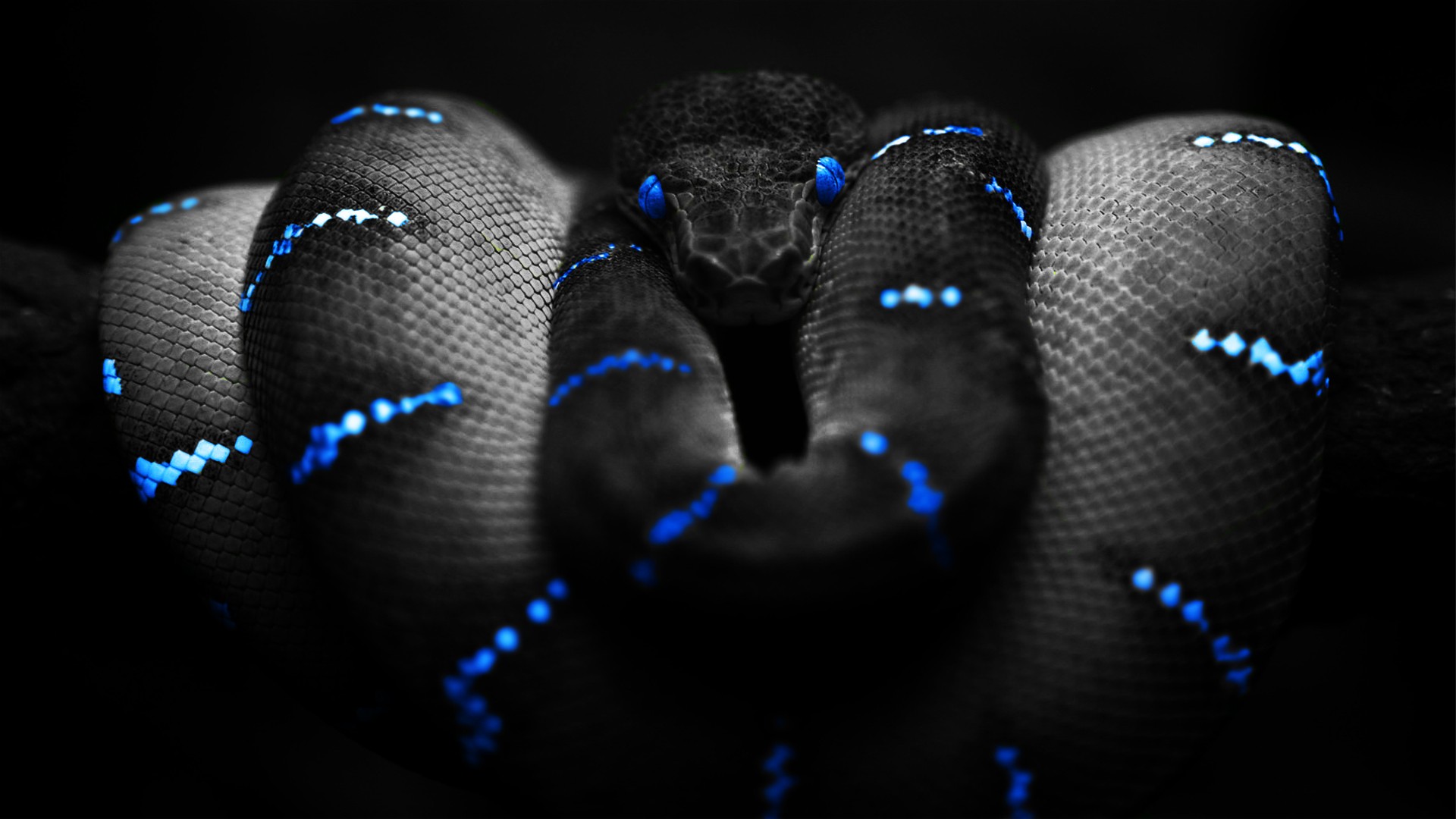 Selective Coloring Boa Constrictor Digital Art 1920x1080