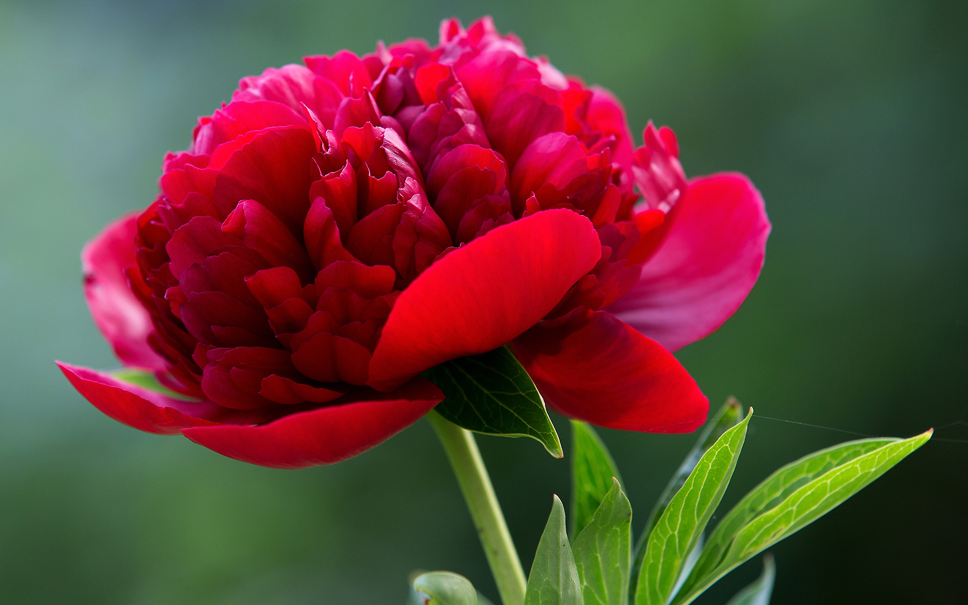 Earth Flower Peony Close Up Red Flower 1920x1200