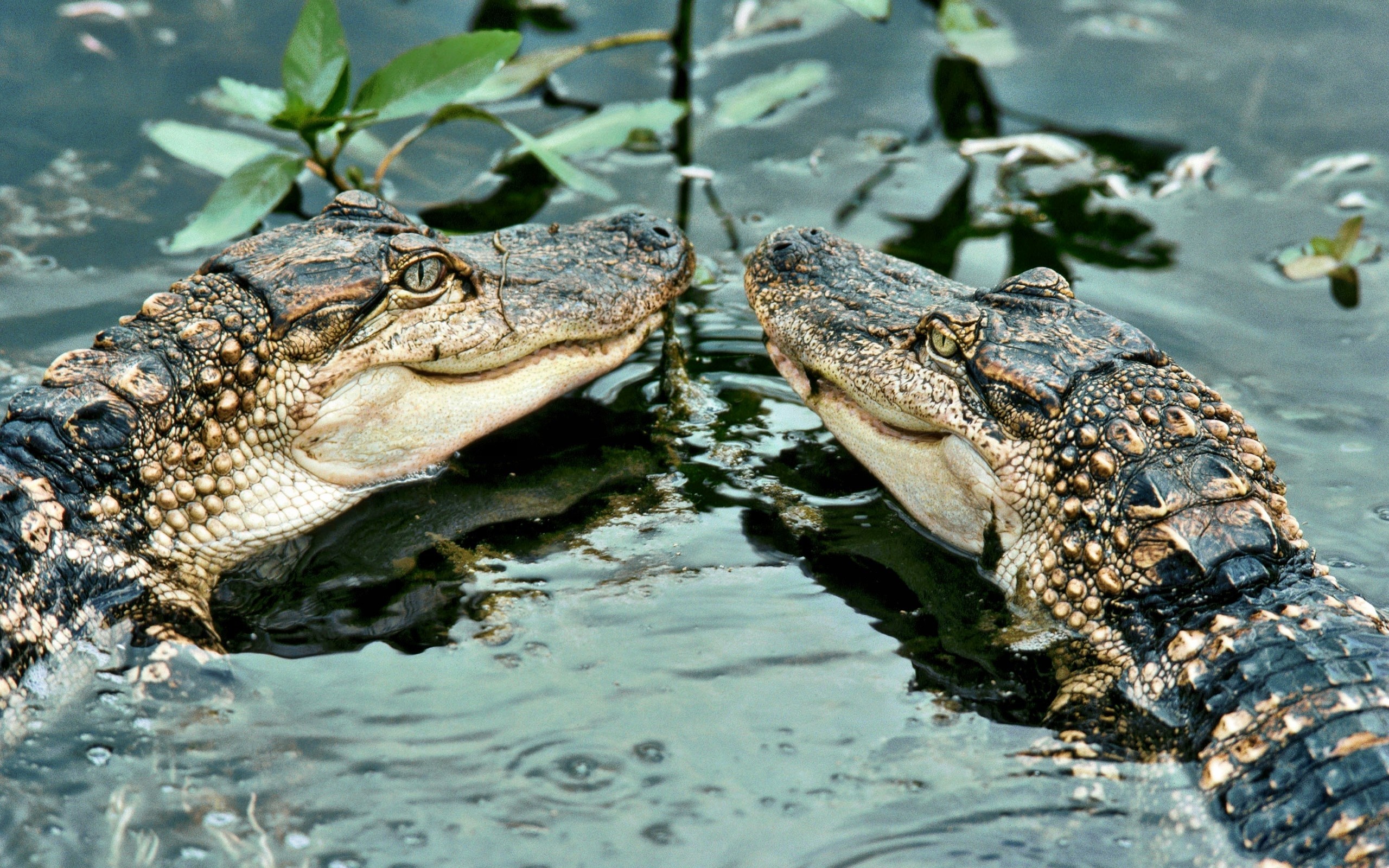 Alligators Water Animals 2560x1600