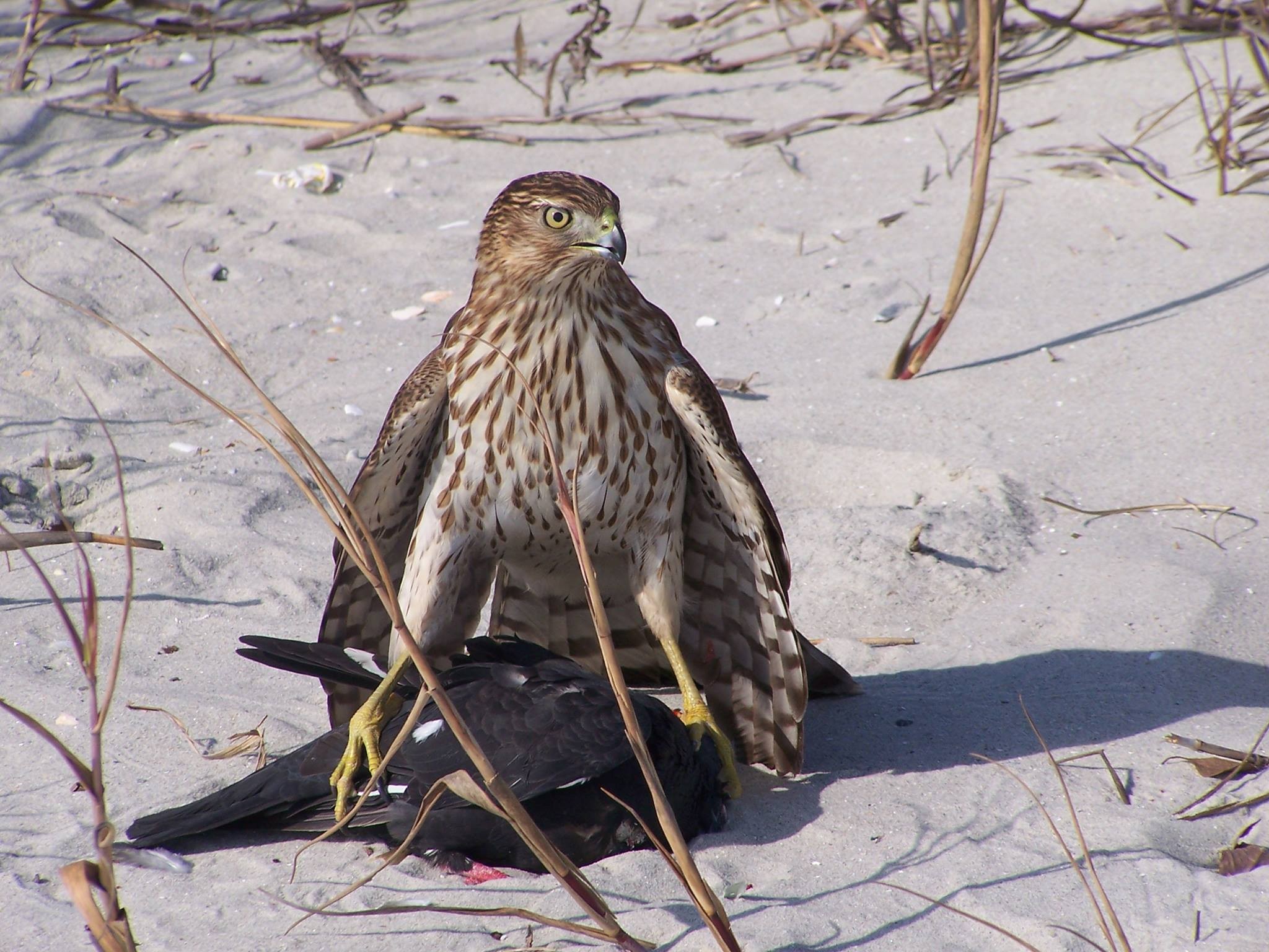 Animals Birds Nature Hawk Animal 2048x1536