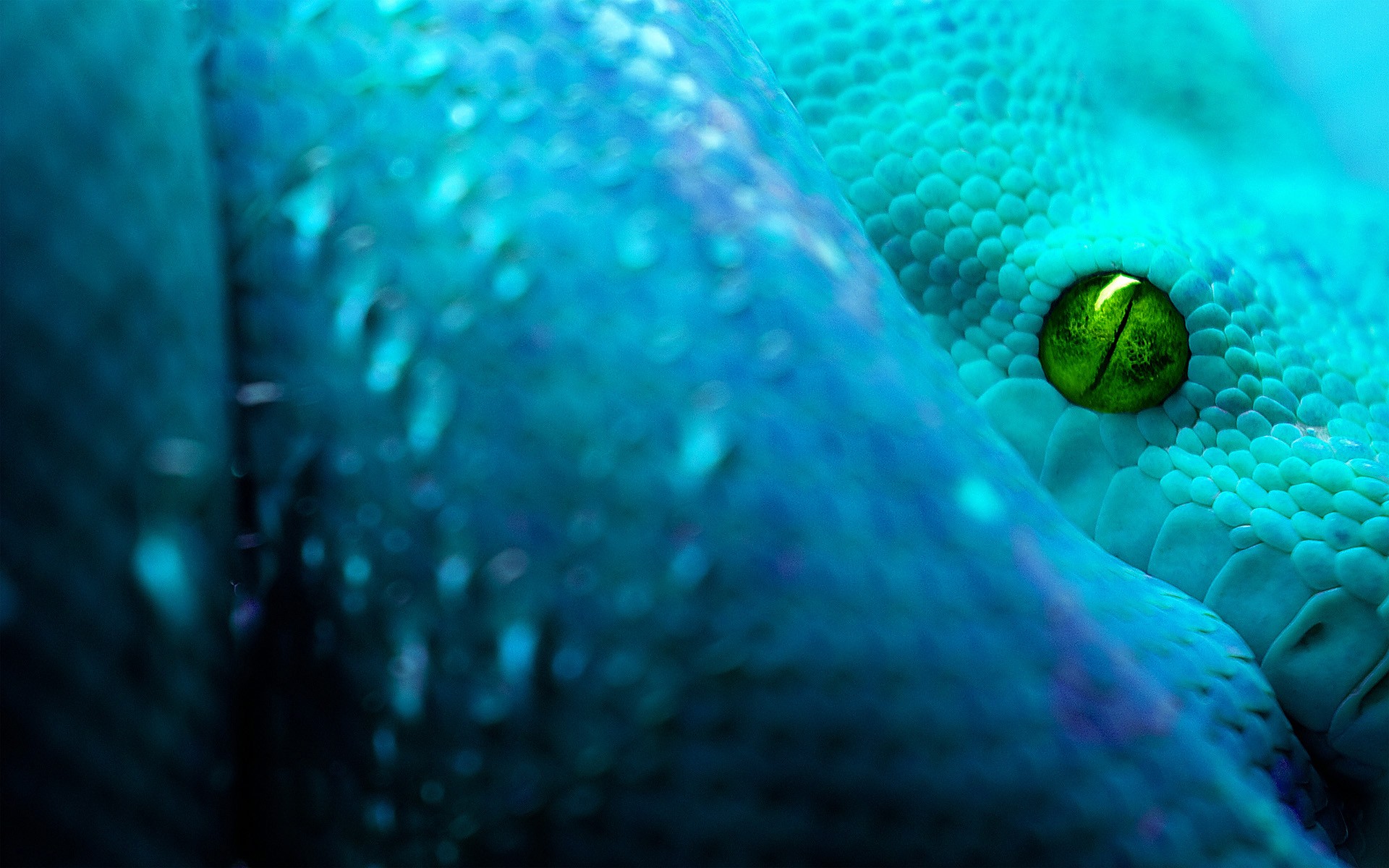 Snake Blue Digital Art Reptiles Turquoise Cyan Green Eyes Closeup Scales 1920x1200