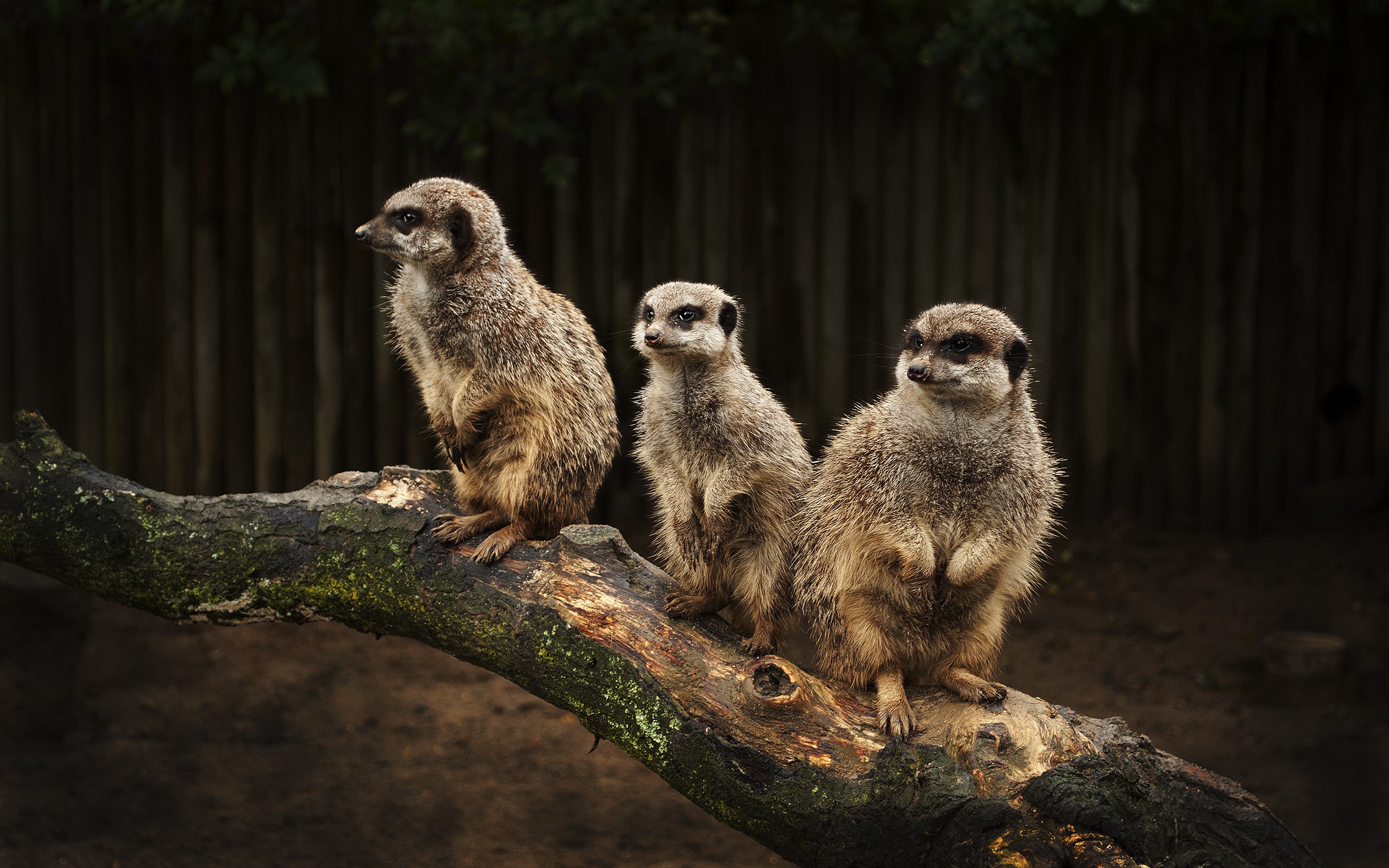 Animals Meerkats Mammals 2560x1600