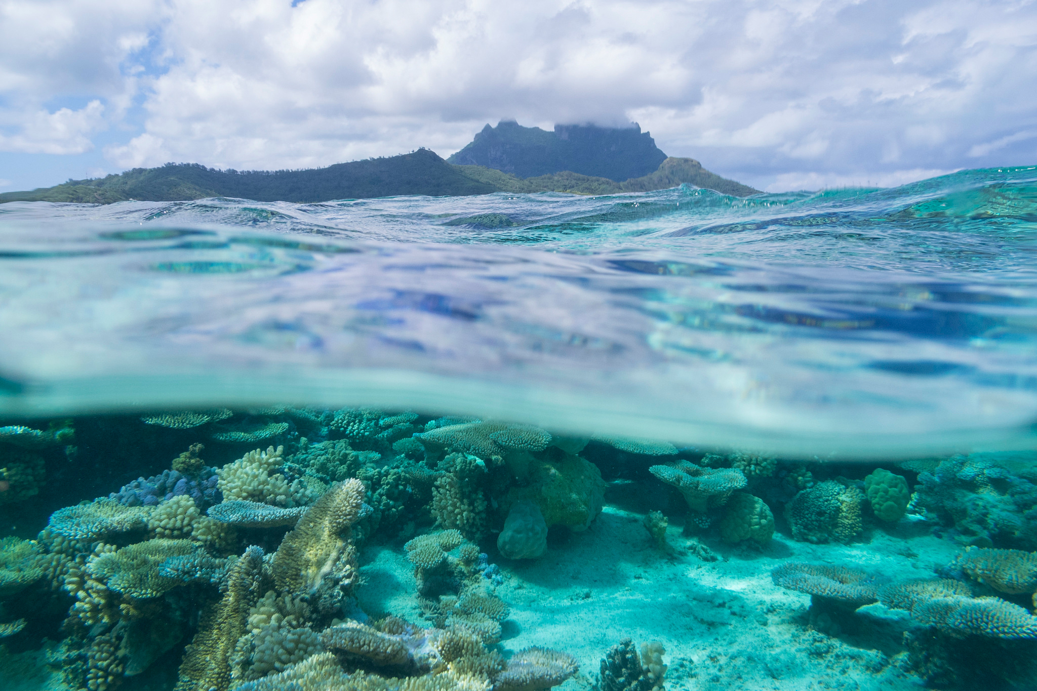 French Polynesia Bora Bora Underwater Coral Ocrean Nature 2048x1365