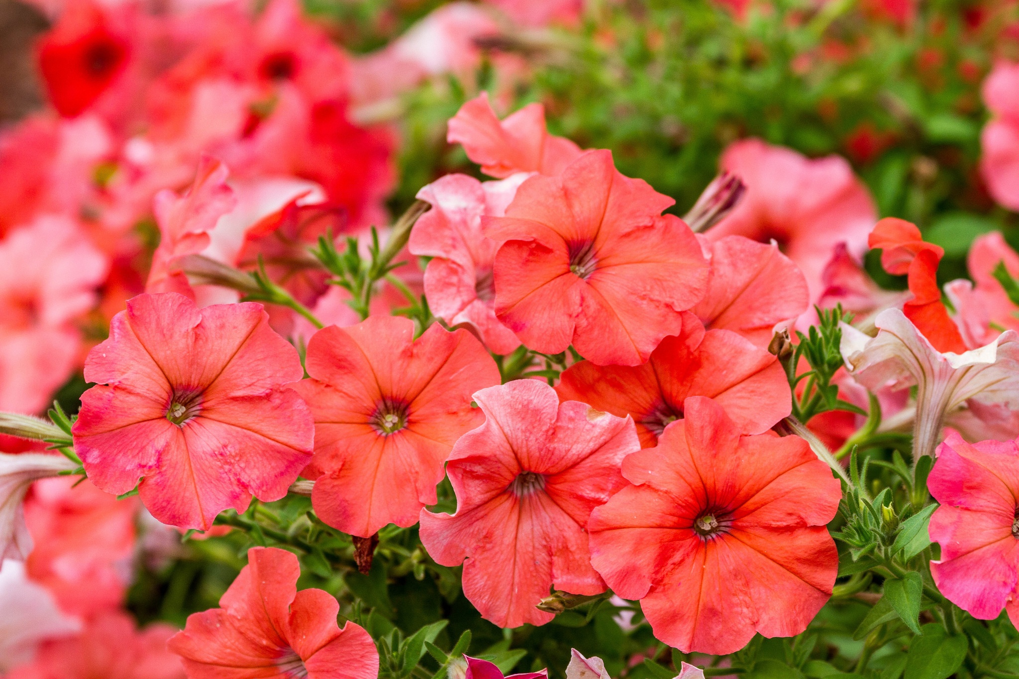 Petunia Flower Nature Red Flower 2048x1365