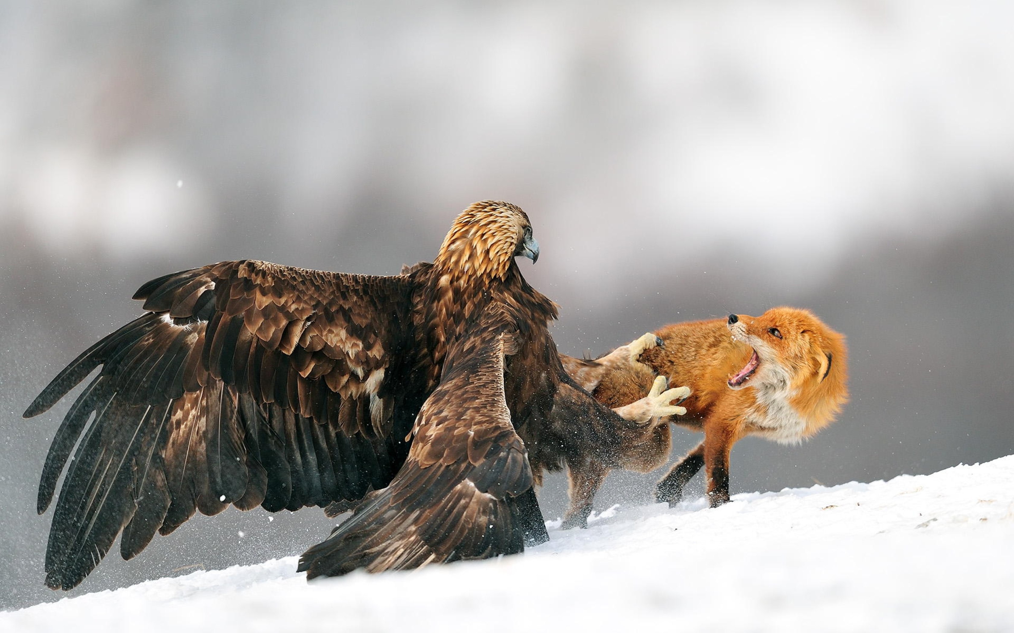 Nature Eagle Fox Snow Fighting Golden Eagles 3360x2100