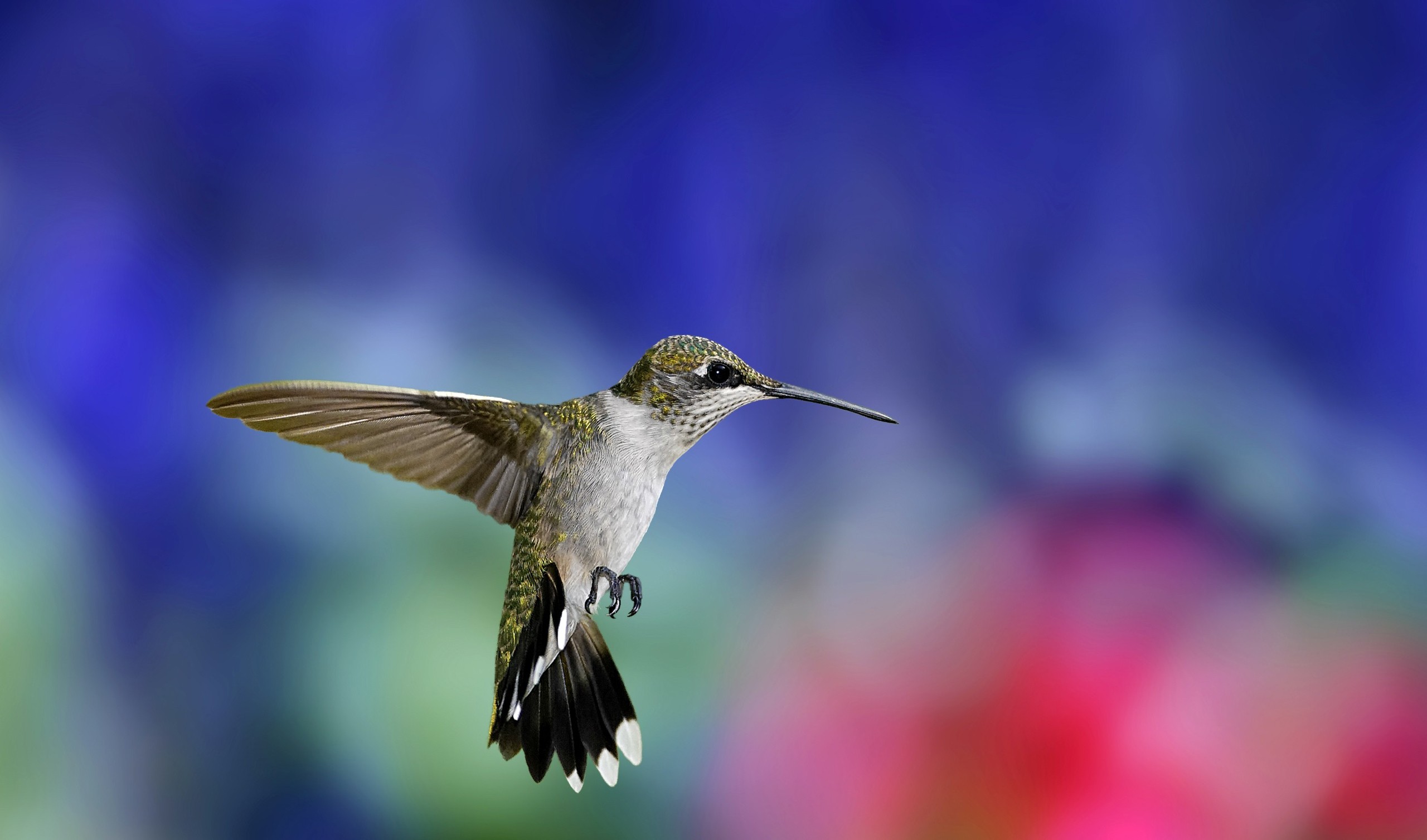 Nature Animals Birds Hummingbirds 2560x1507