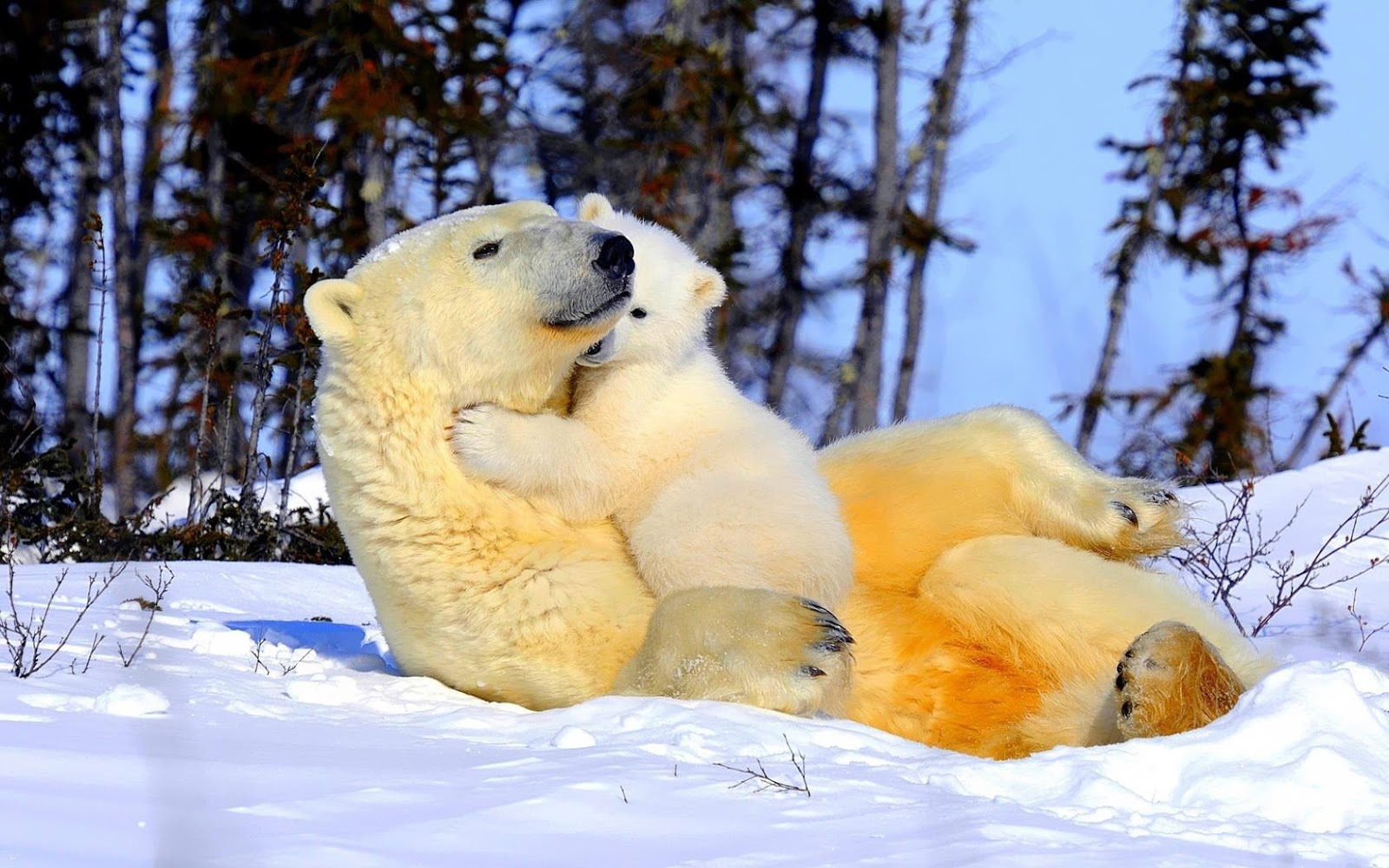Animal Polar Bear Cub Love Cute Cuddle Hug 1600x1000