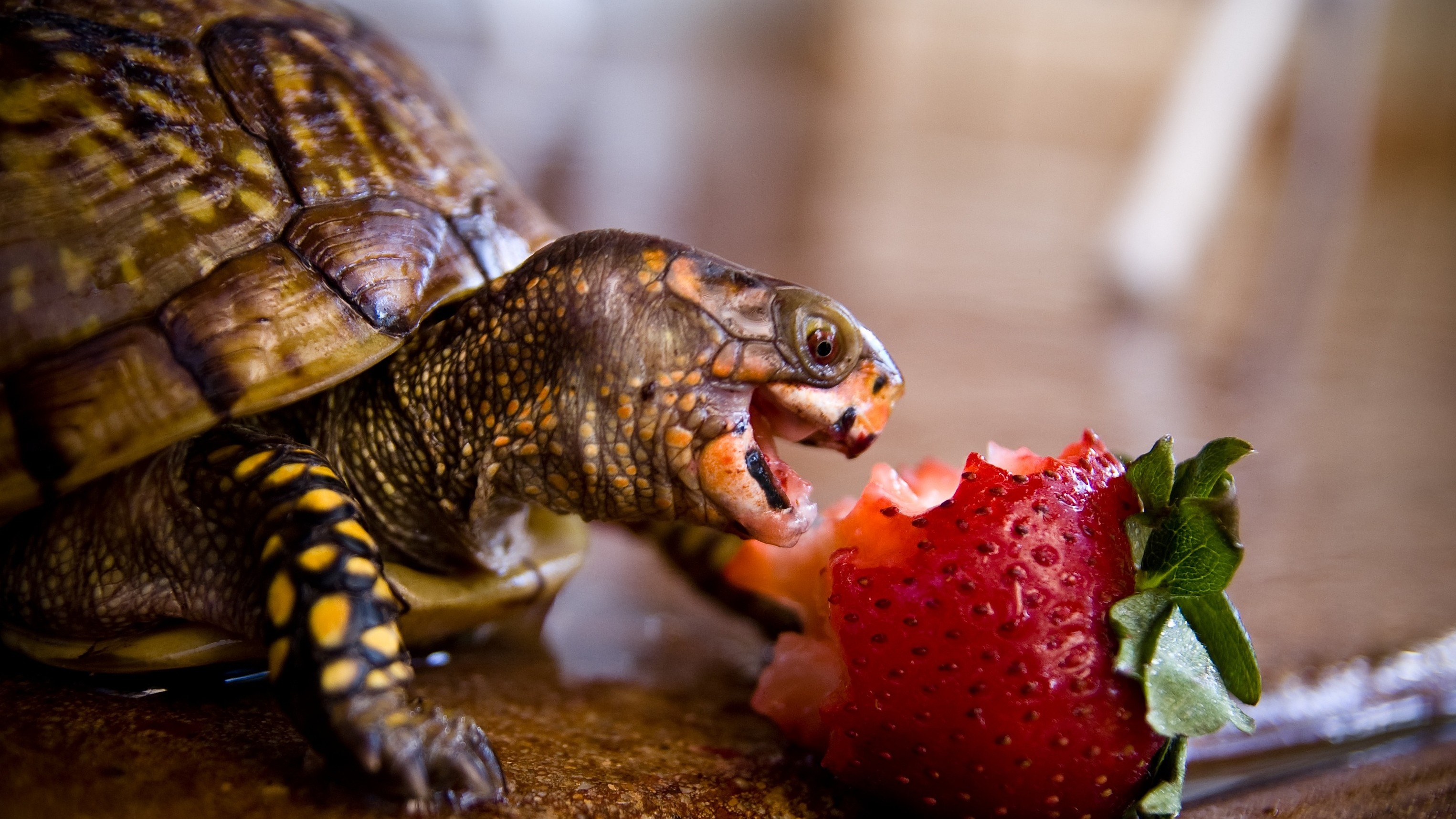 Strawberries Animals Fruit Tortoises Macro Humor 3050x1716