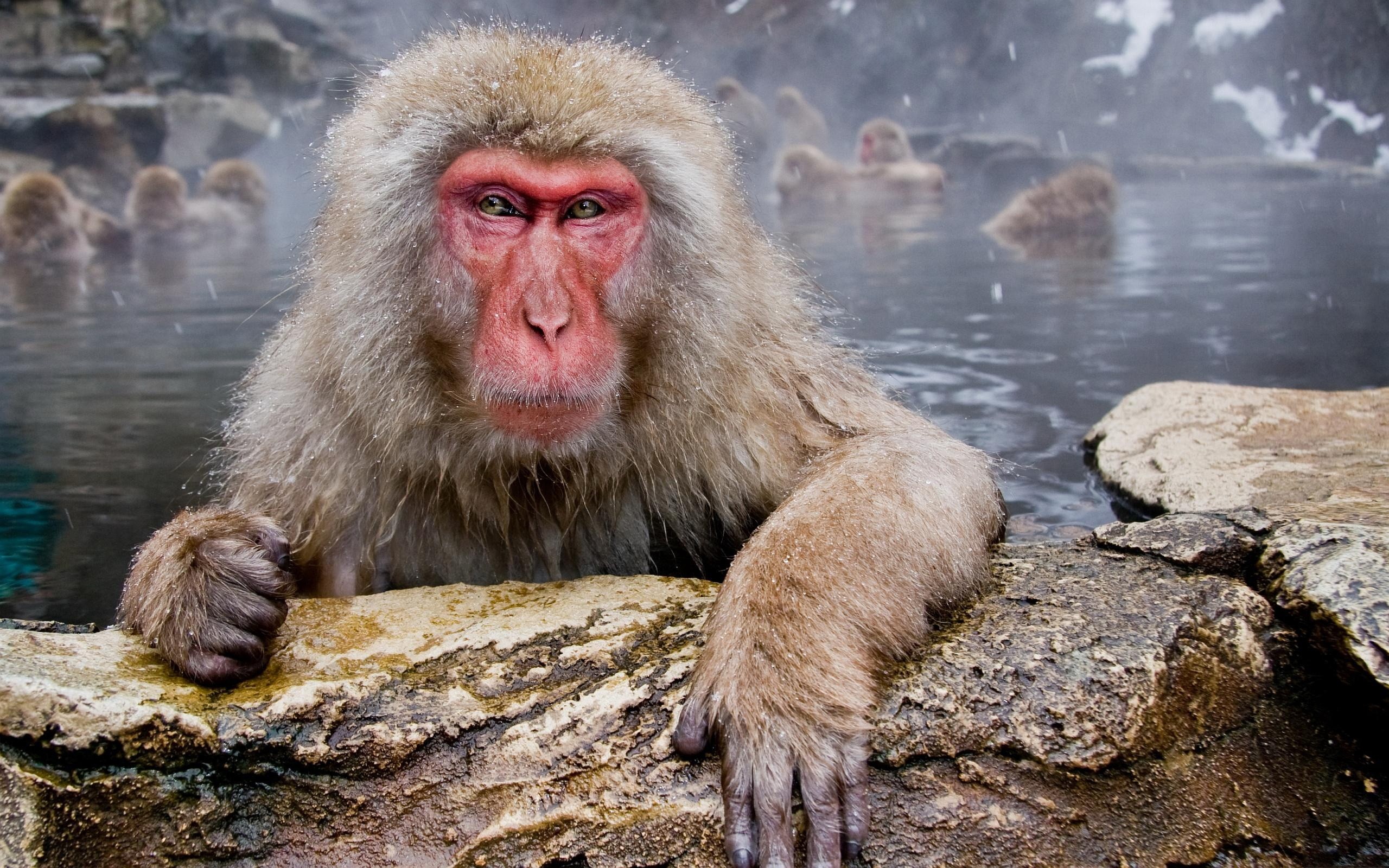 Animals Monkey Macaques 2560x1600