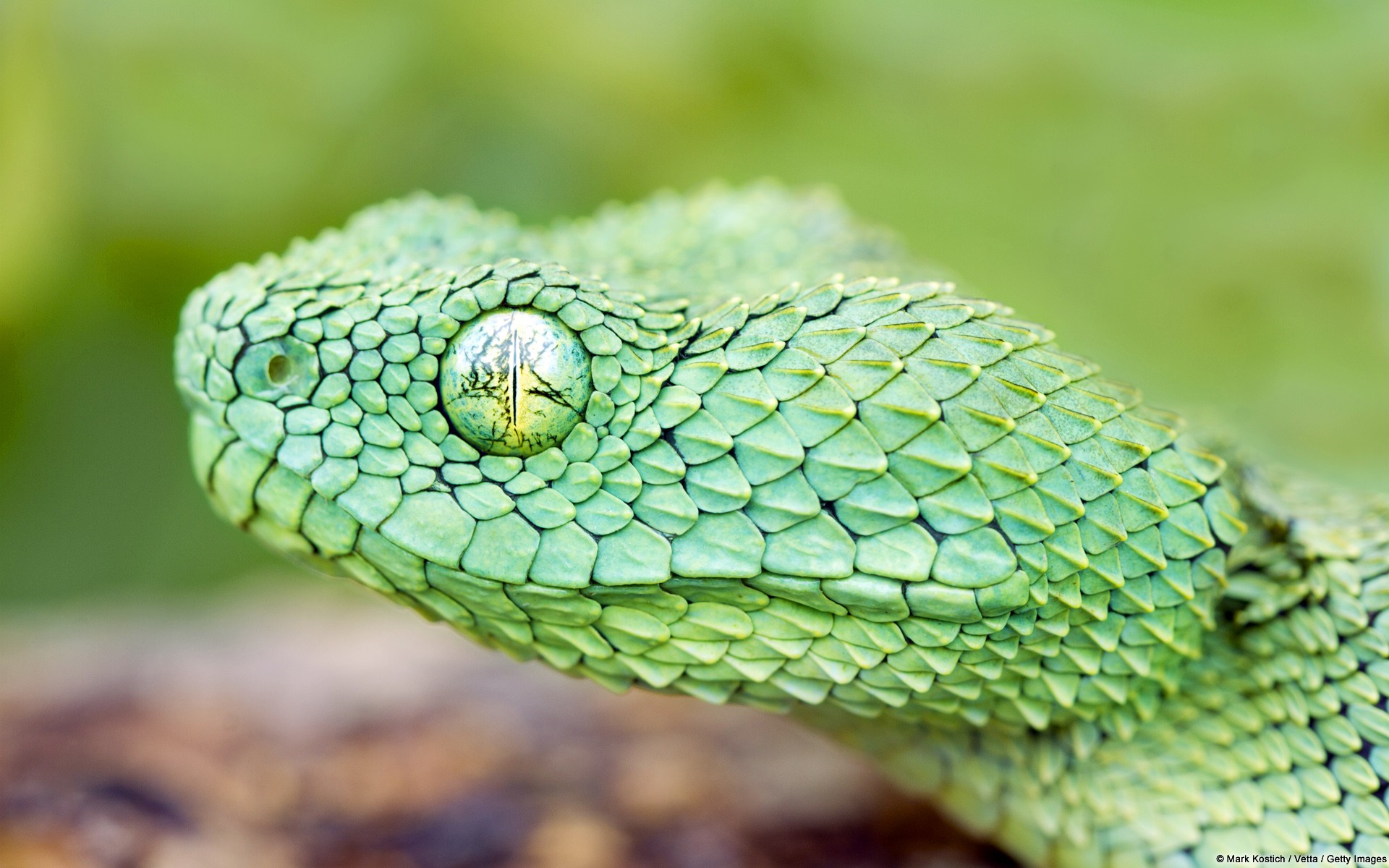 Animals Snake Wildlife Reptiles Nature Vipers 1920x1200