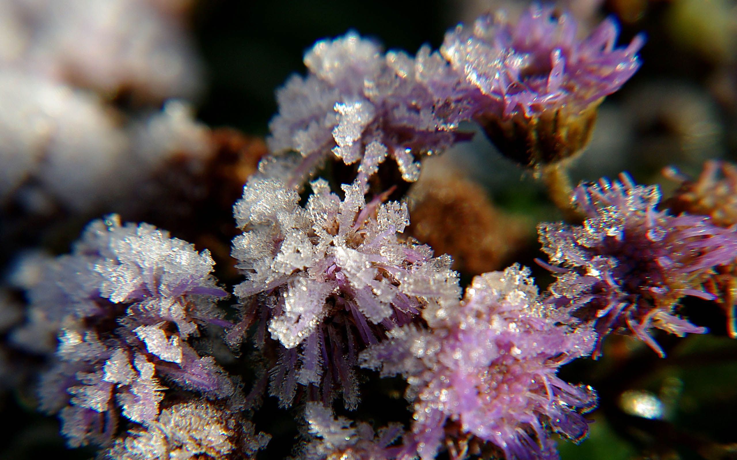Frozen Purple Wildflower 2560x1600