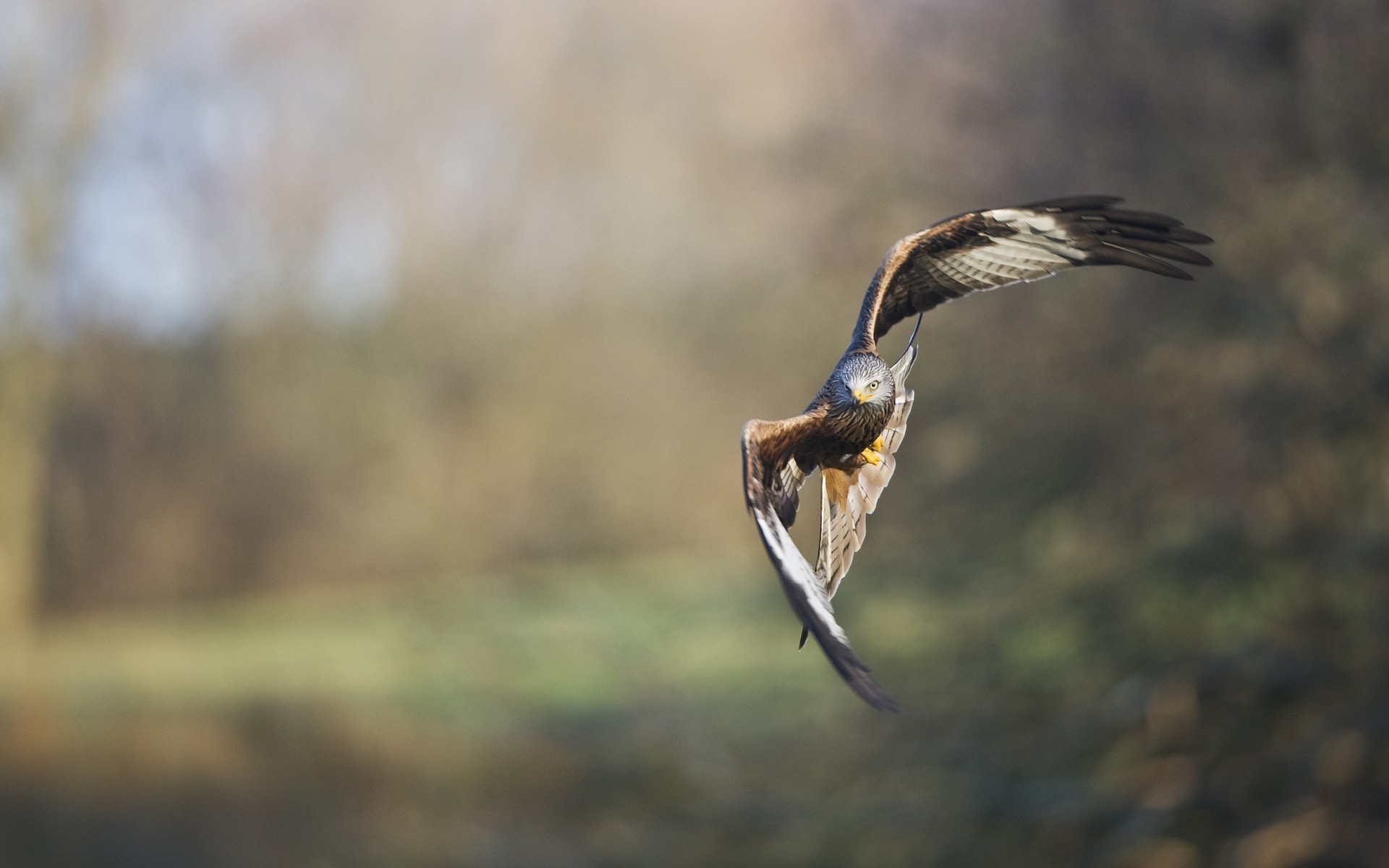 Birds Nature Hawks Flies Animals 1920x1200