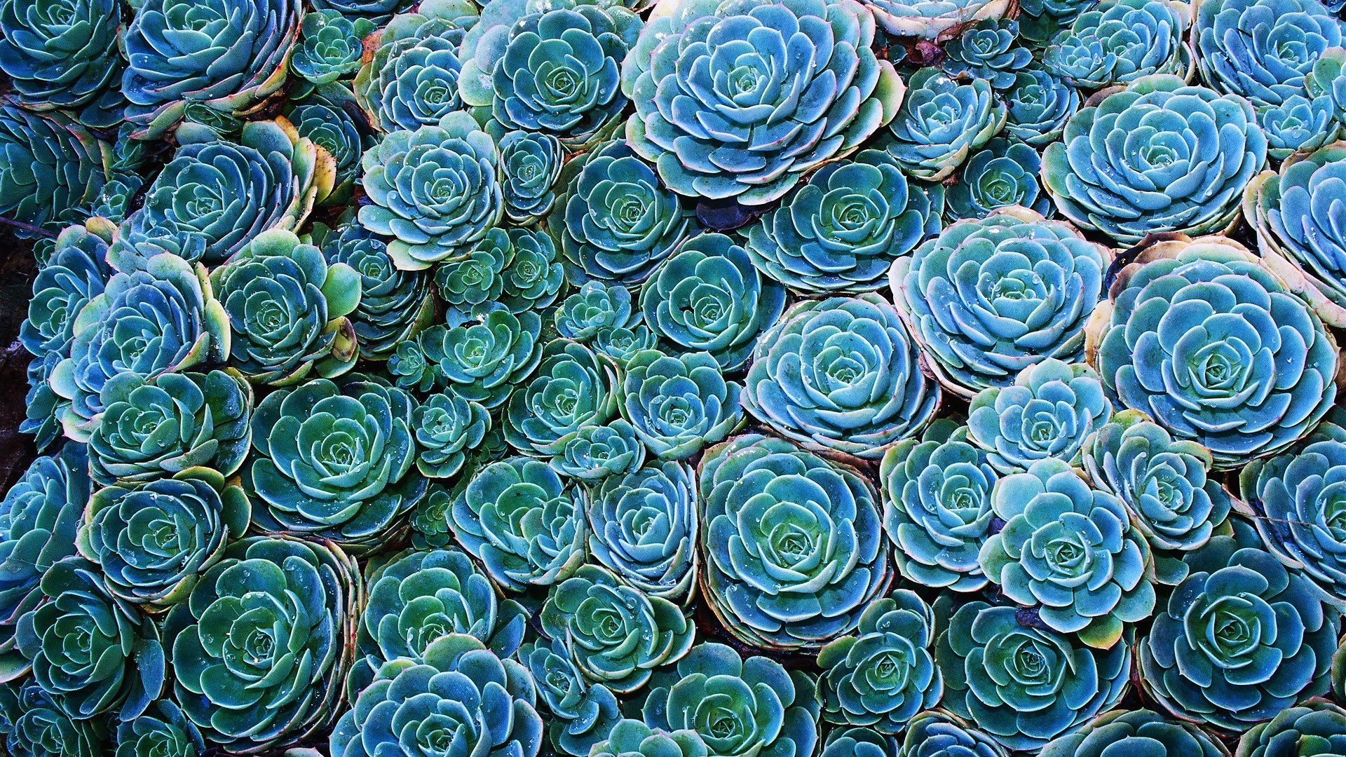 Succulent Nature Plants Flowers Cyan Blue Turquoise Macro Green 1920x1080