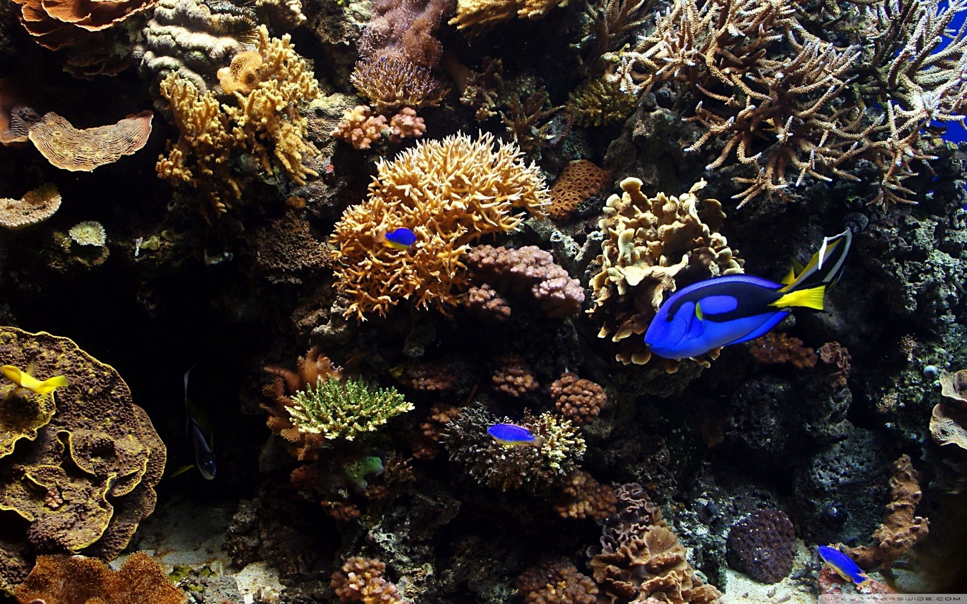 Tropical Fish Fish Animals Coral Underwater 1920x1200
