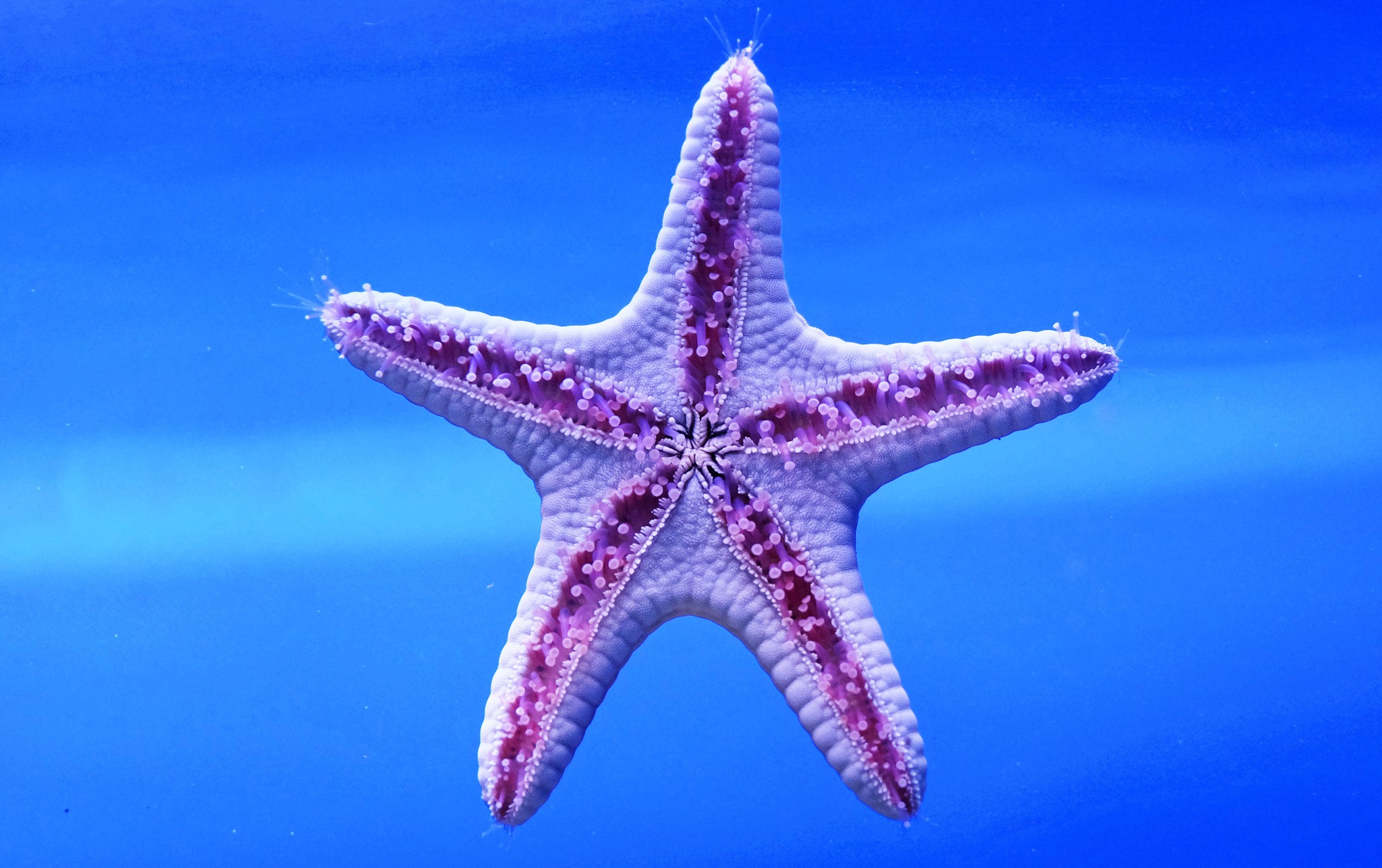 Sea Life Starfish Animals Tropical Fish 2048x1287