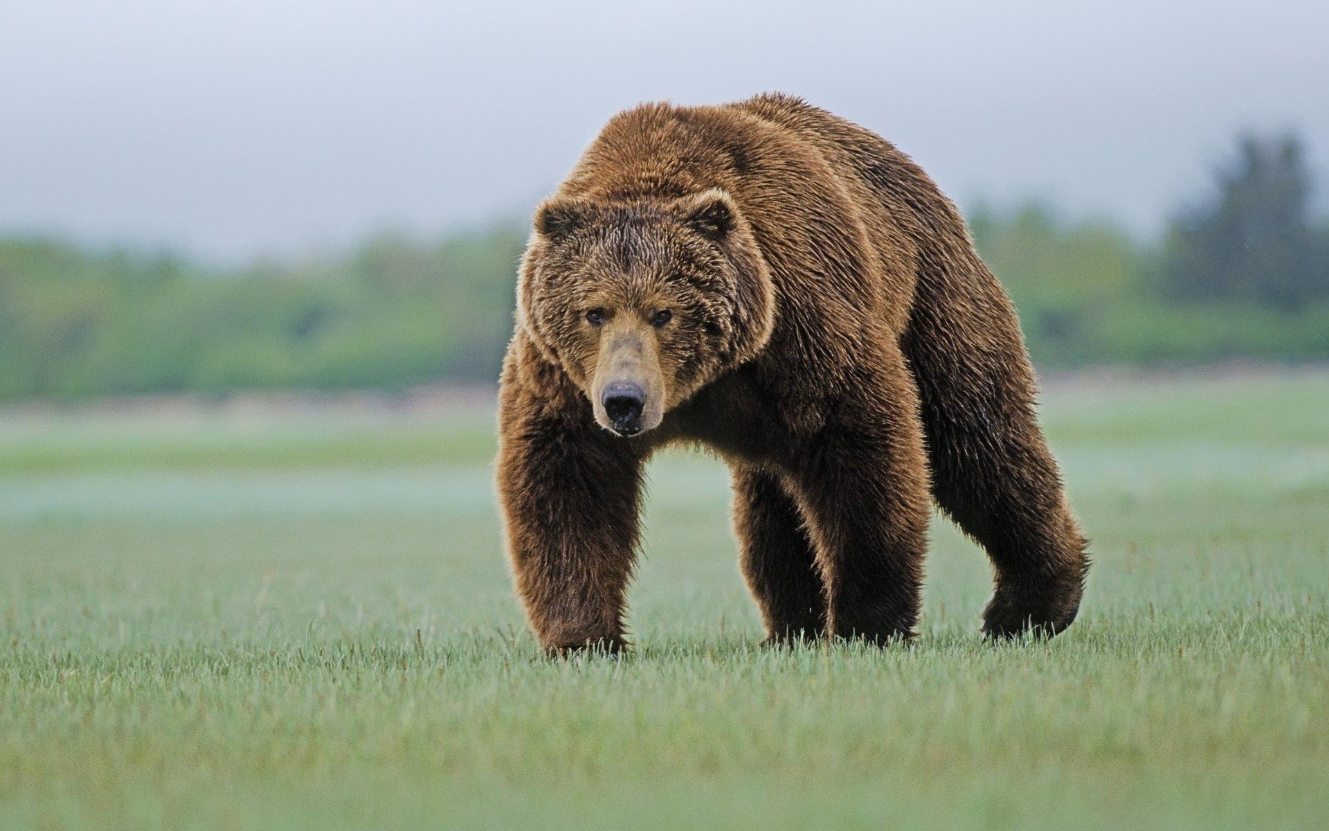 Animals Grizzly Bear Grizzly Bears 1920x1200