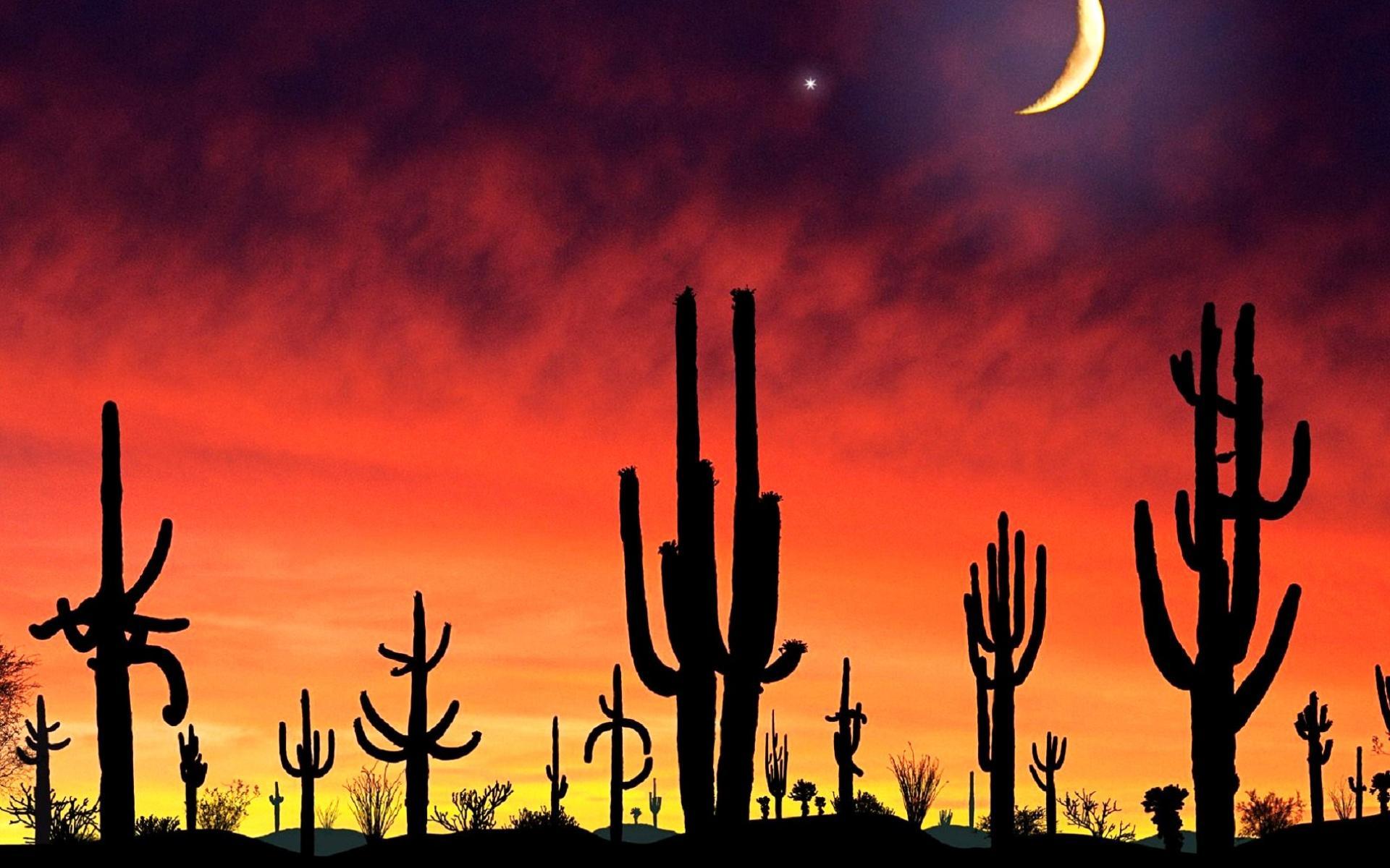 Desert Sunset Cactus Orange Color Gold Red Moon Crescent 1920x1200
