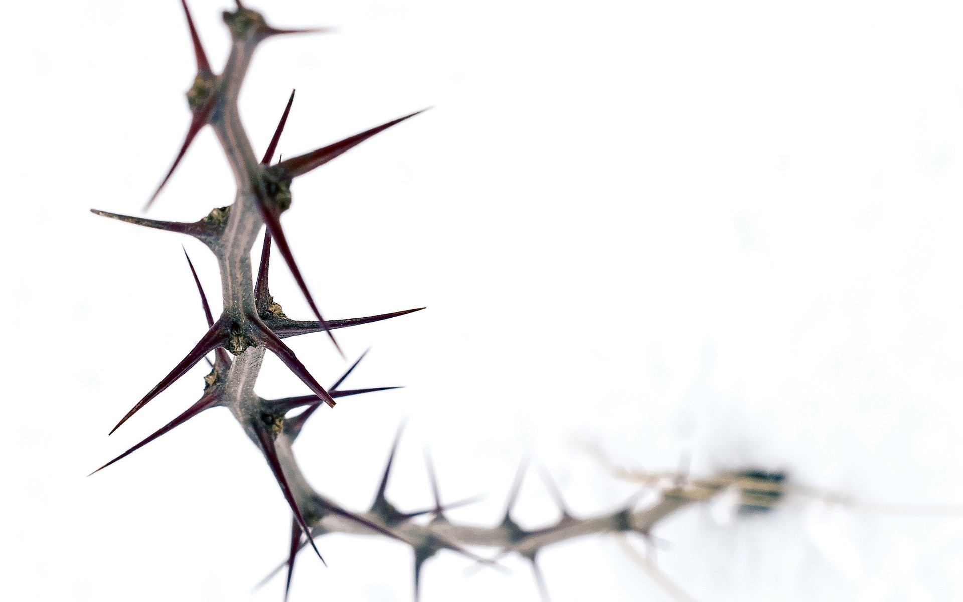 Photography Thorns Simple Background White Background 1920x1200