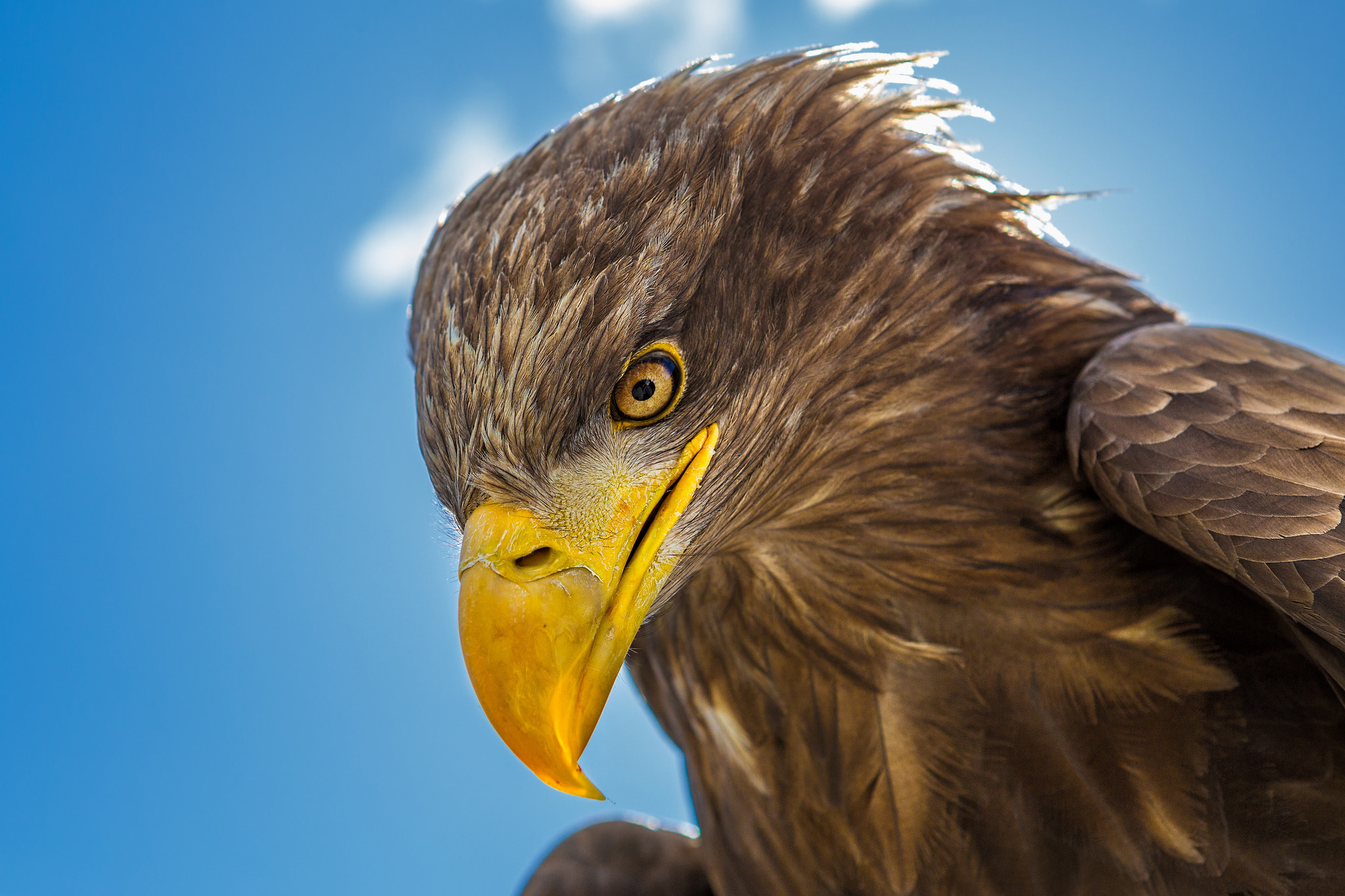 Animal Bird Eagle Golden Eagle Close Up 2048x1365
