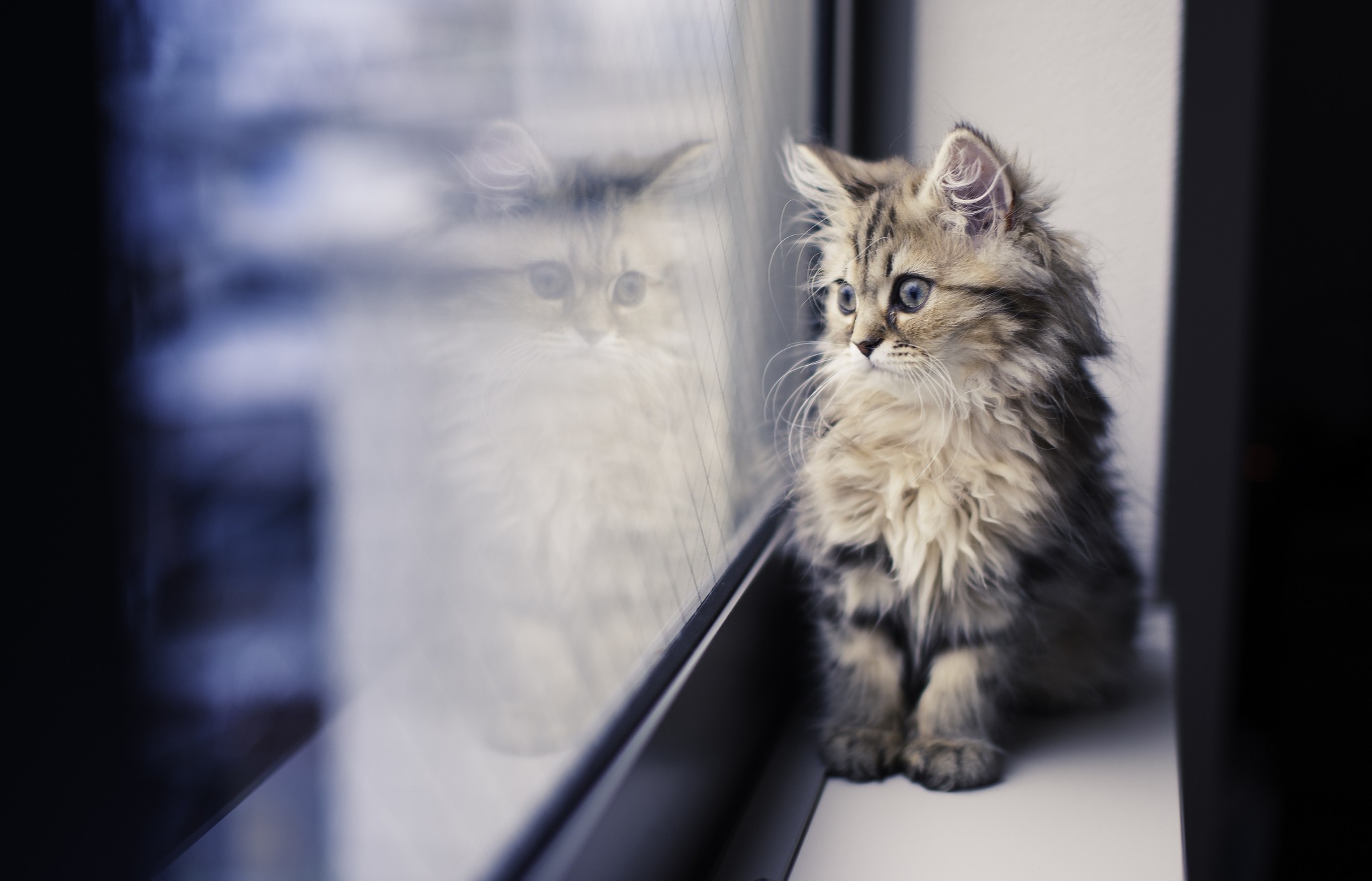 Cats Window Reflection Paws By The Window 2048x1315