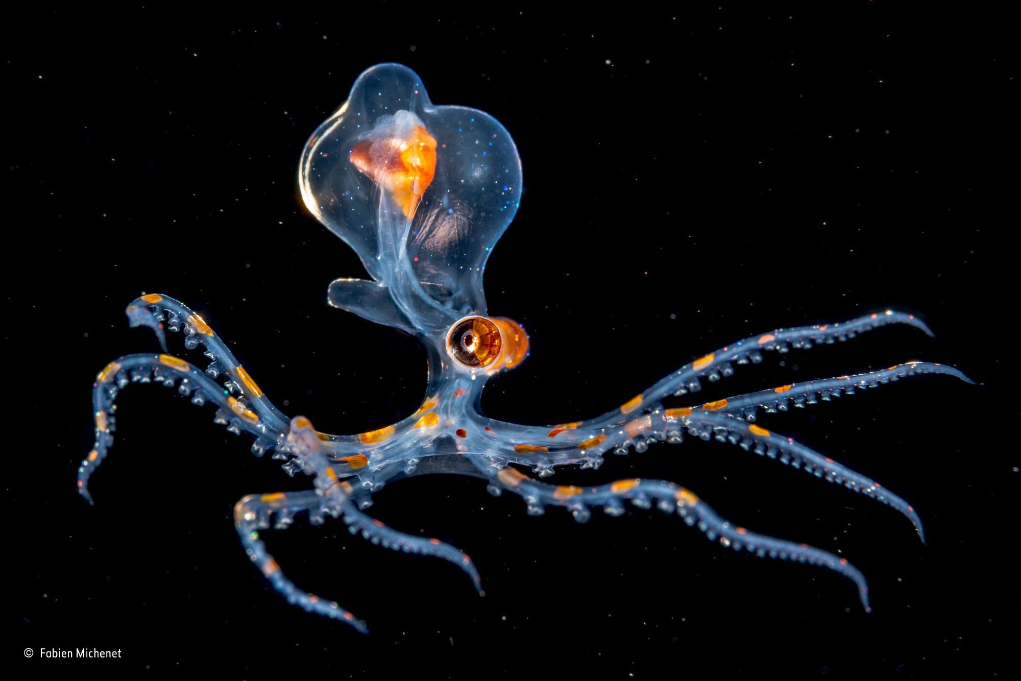 Nature Water Underwater Sea Animals Winner Photography Contests Octopus Transparency Black Backgroun 2000x1334