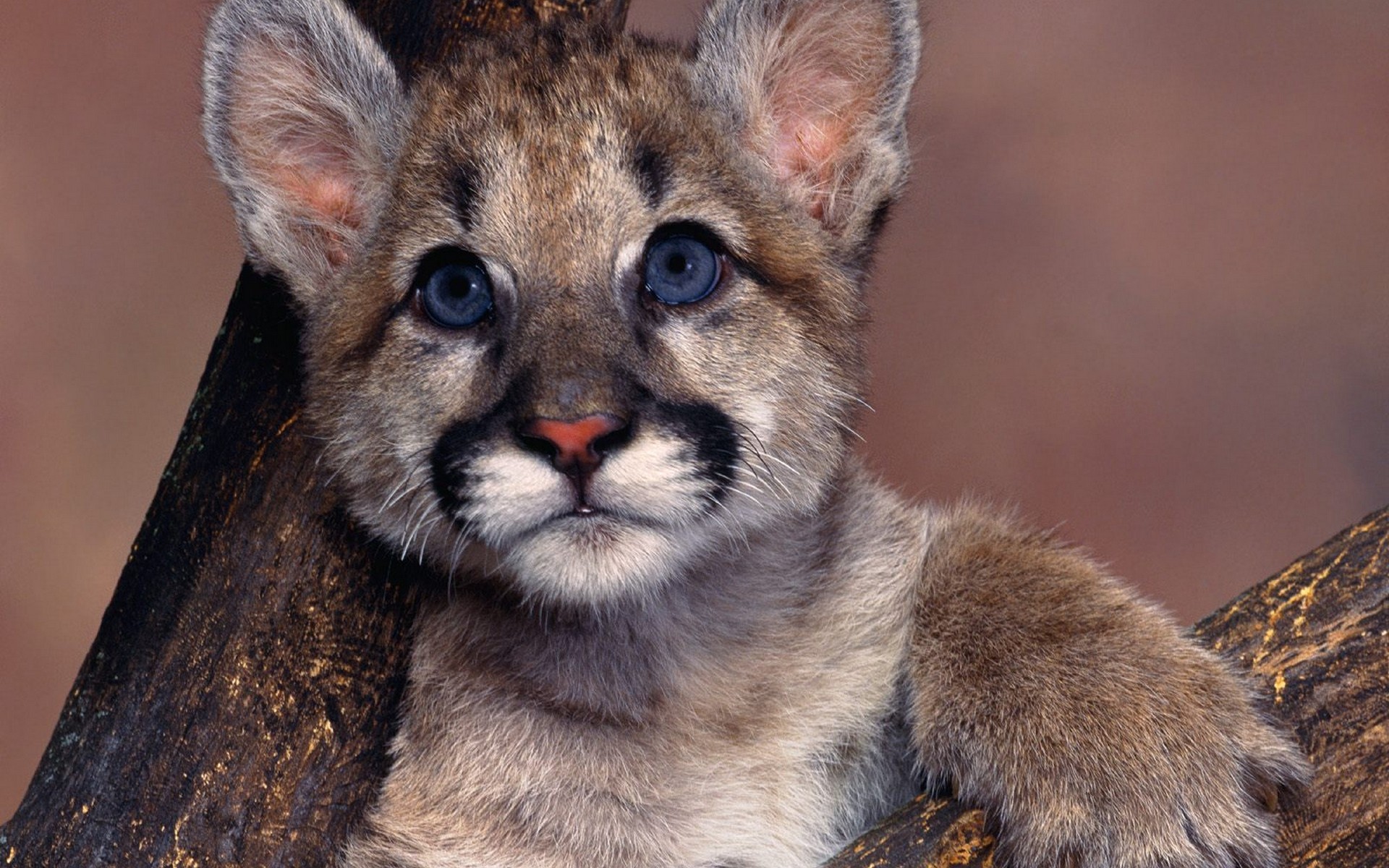 Pumas Baby Animals Animals 1920x1200