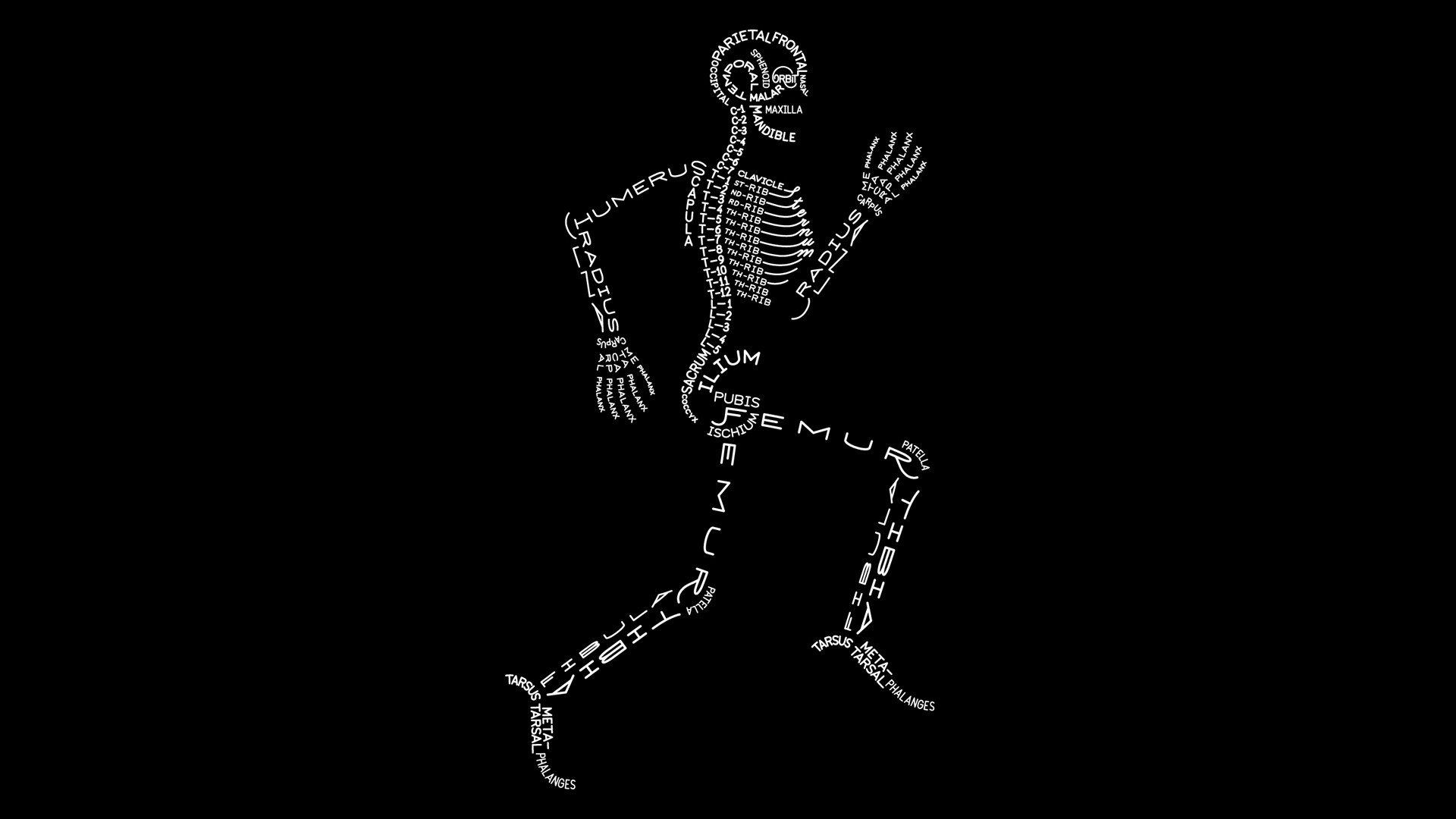 Simple Skeleton Typography Simple Background Medicine Science Black Background 1920x1080