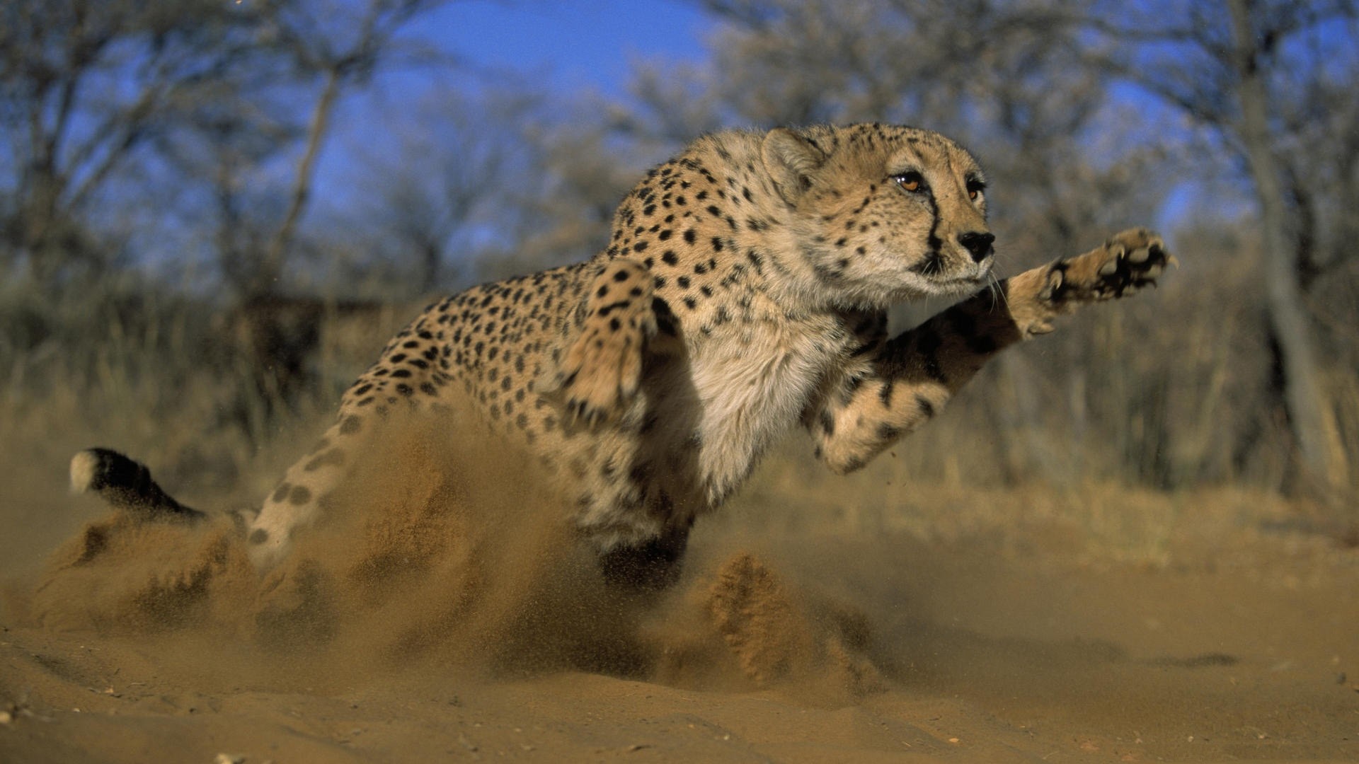 Animals Cheetahs Big Cats Sand Jumping Wildlife Cats Front Angle View 1920x1080